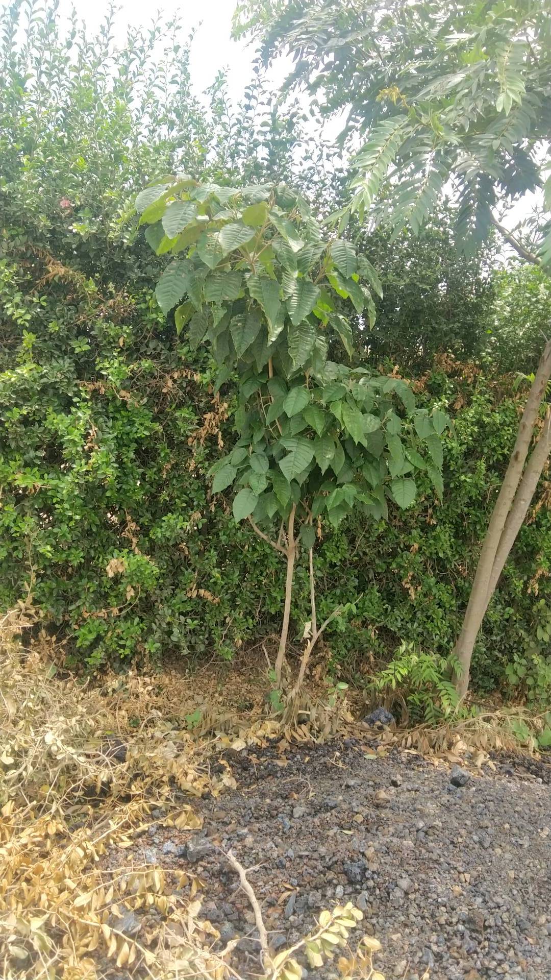 tree
