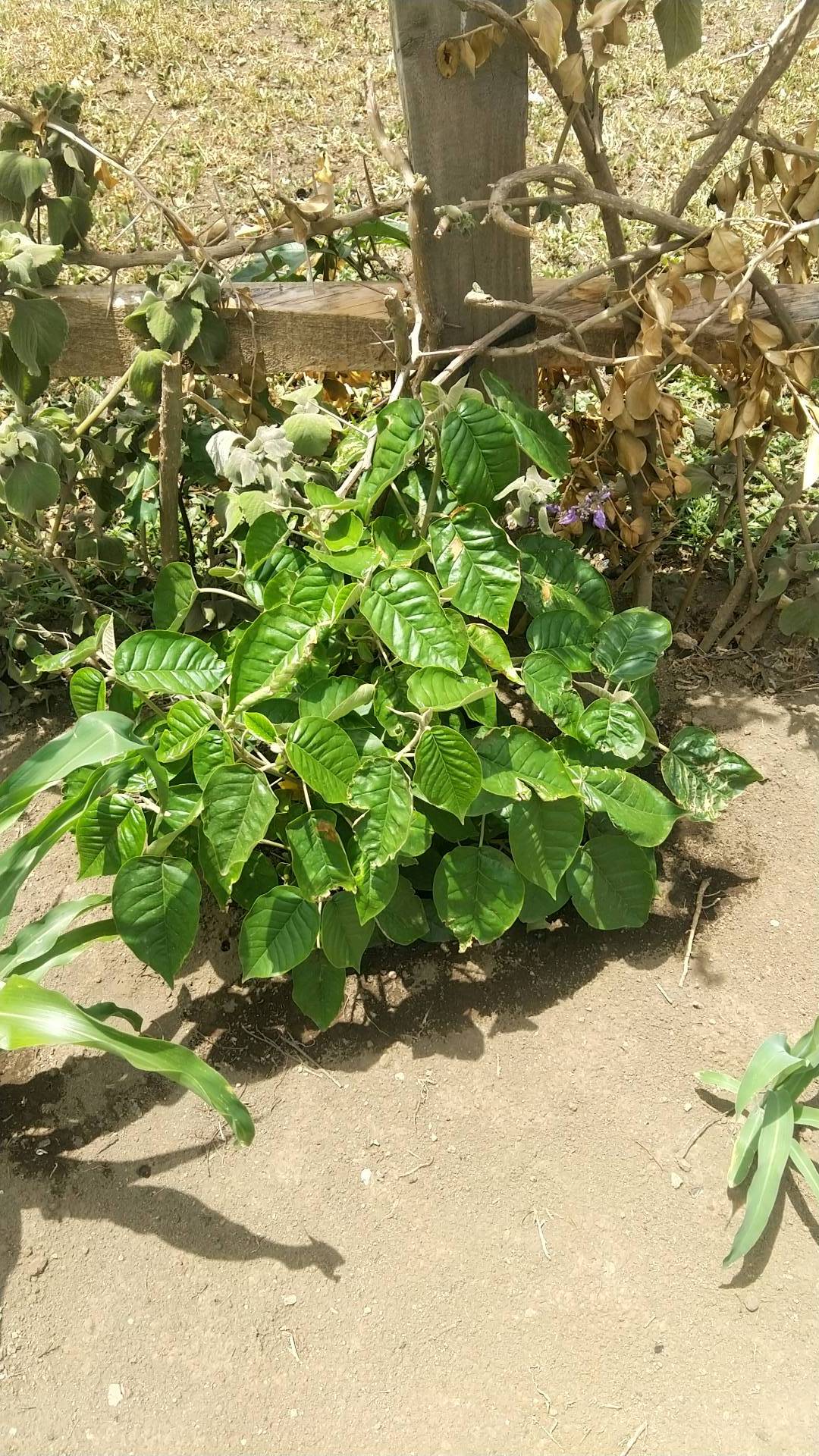 tree