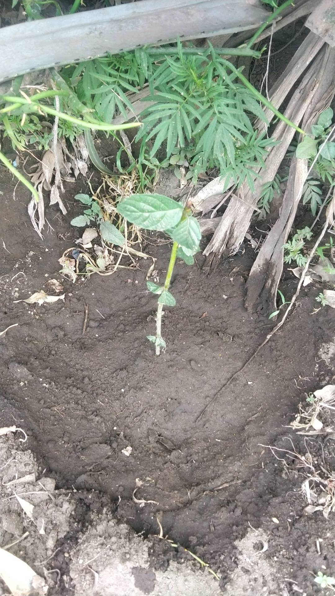 tree