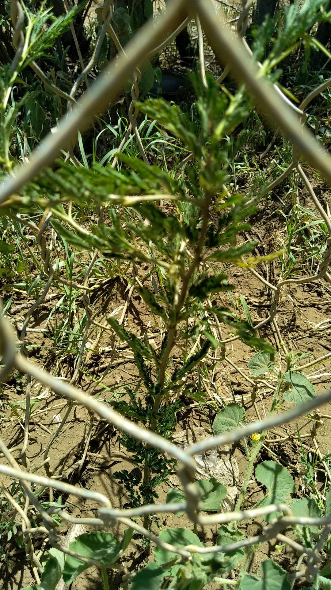 tree