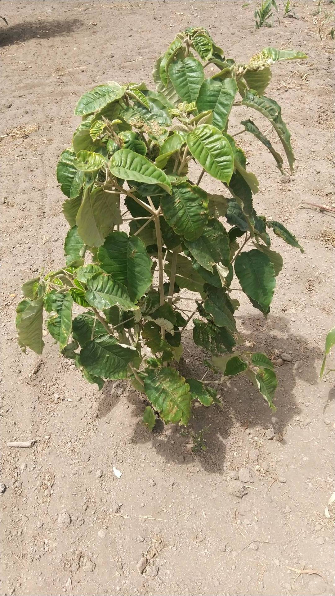 tree