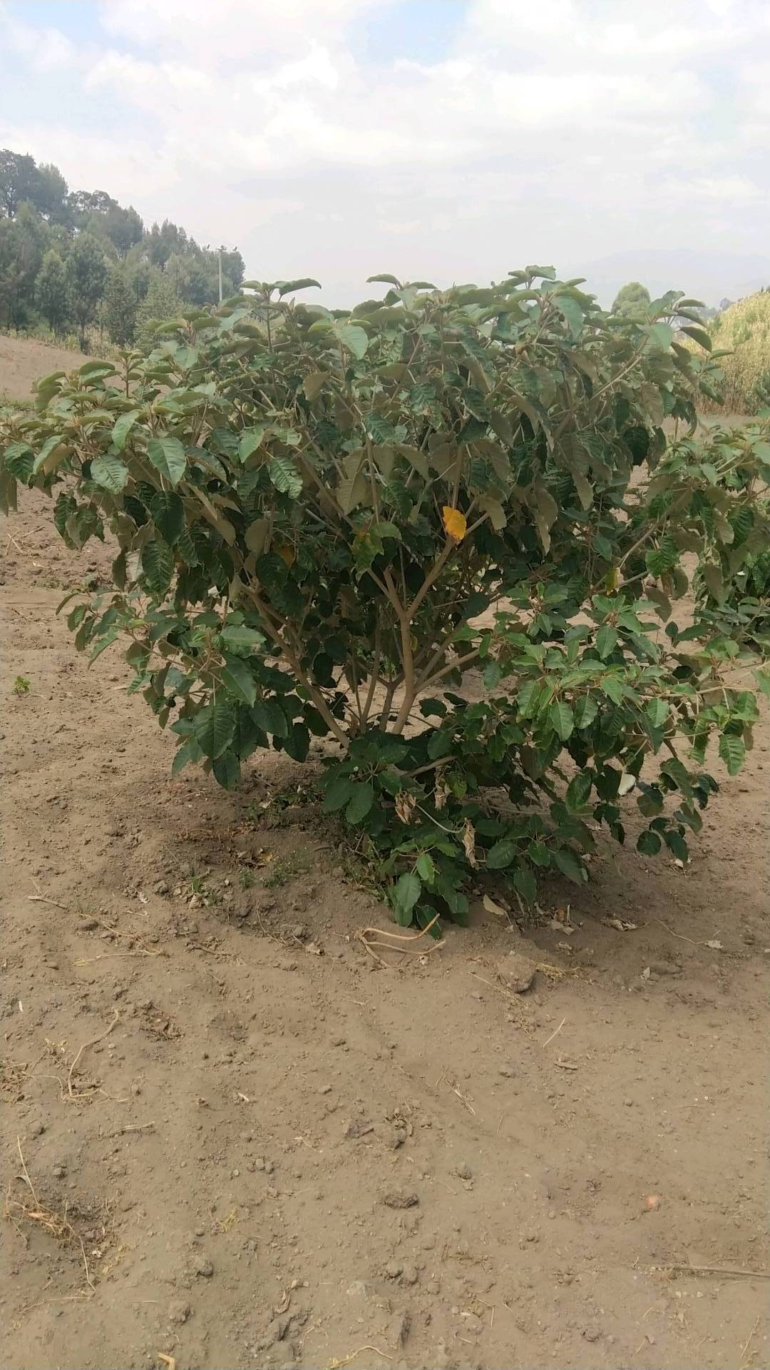 tree