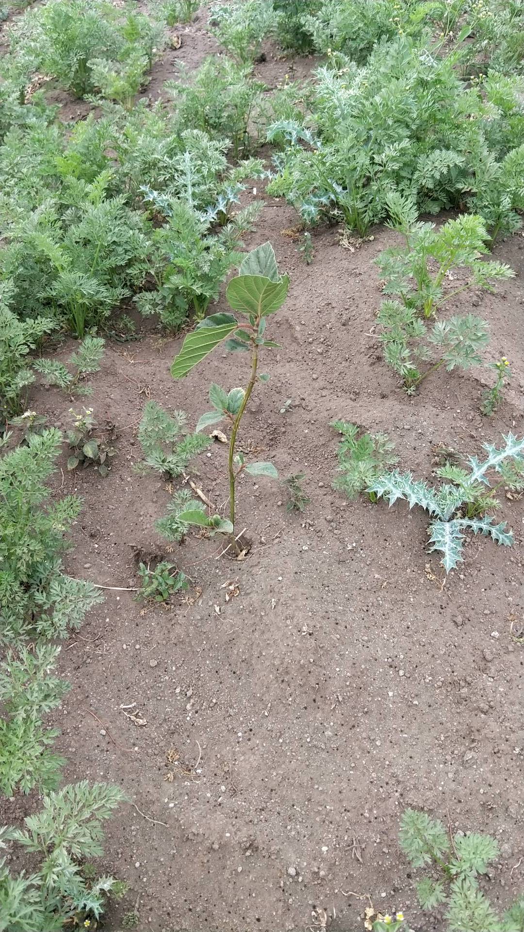 tree