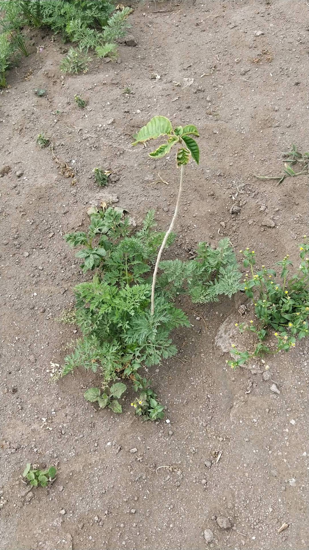 tree