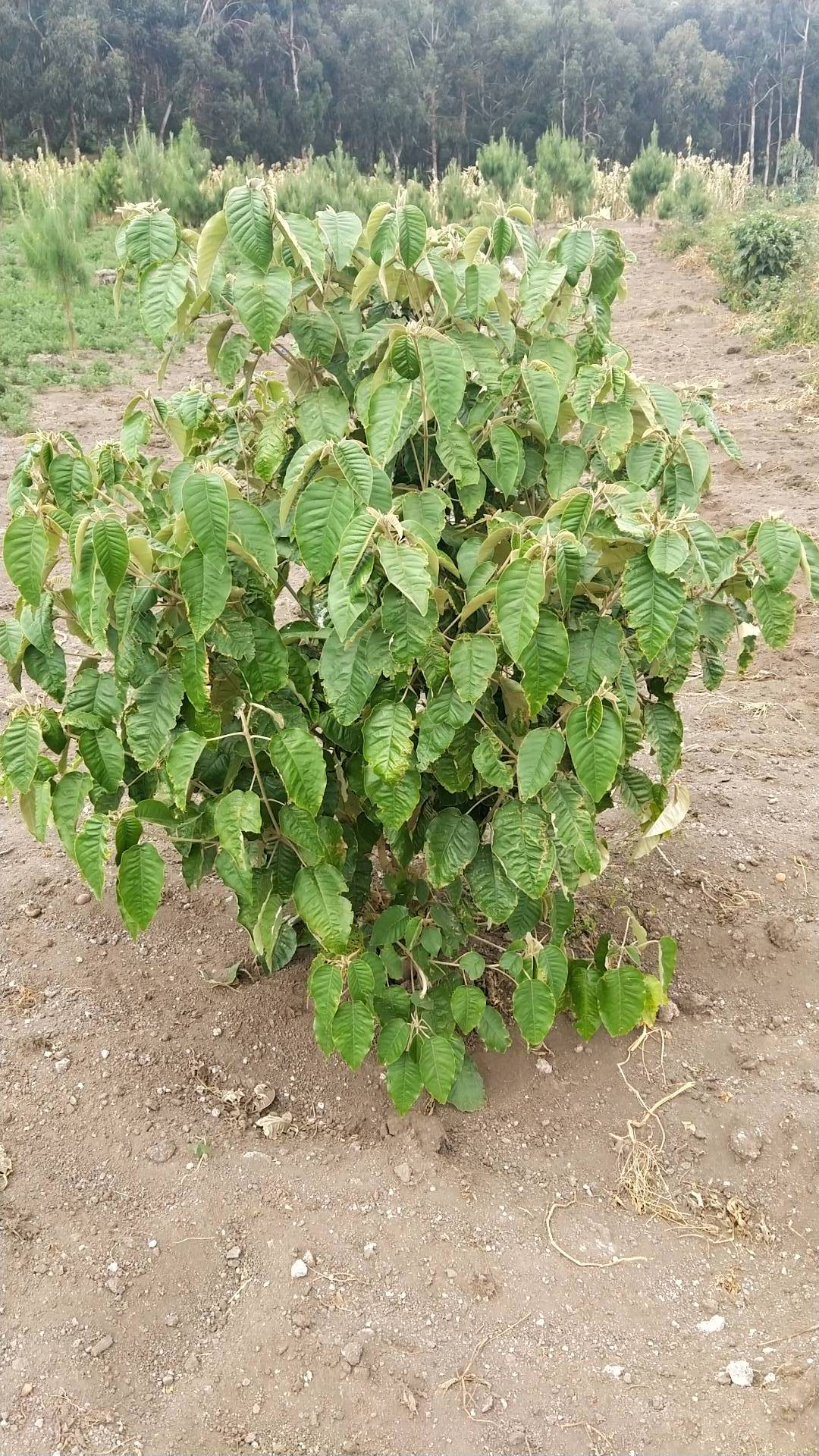 tree