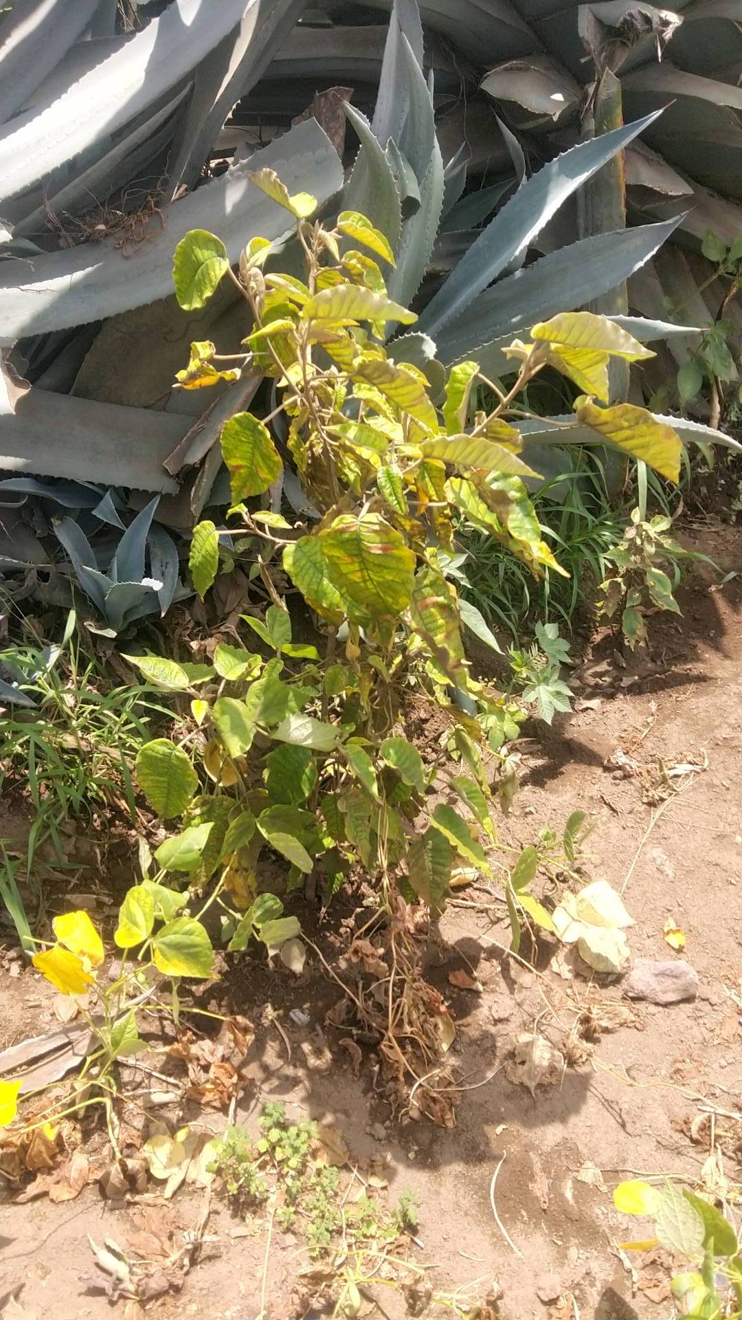 tree