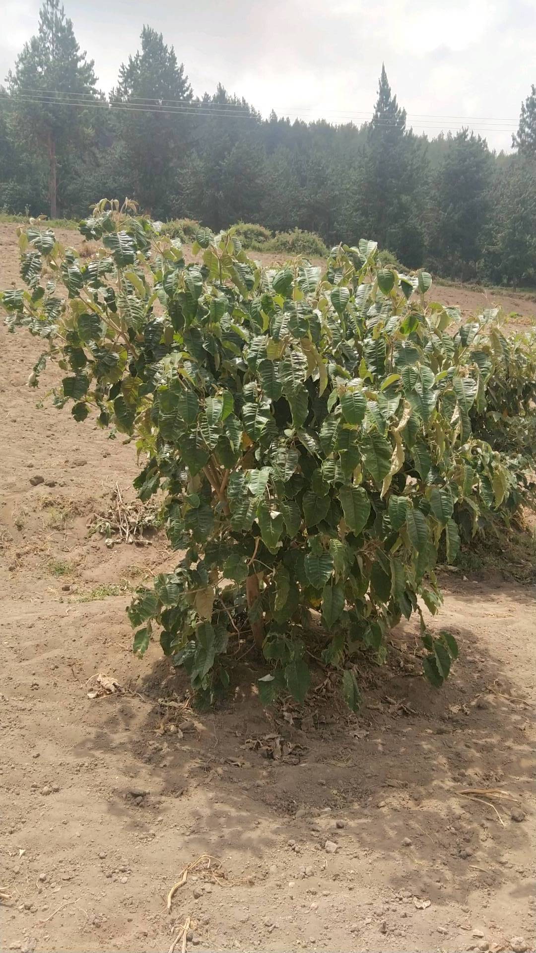tree