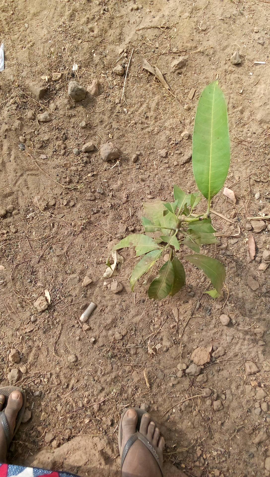 tree