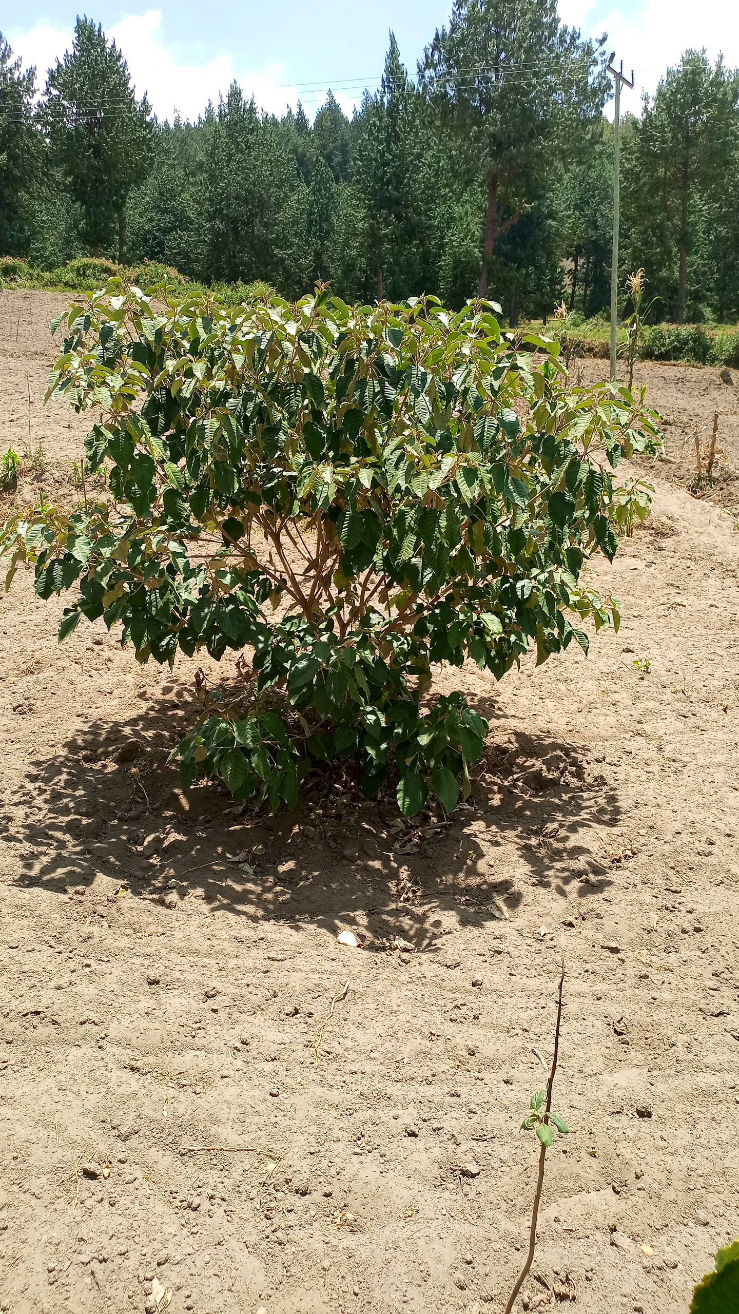 tree