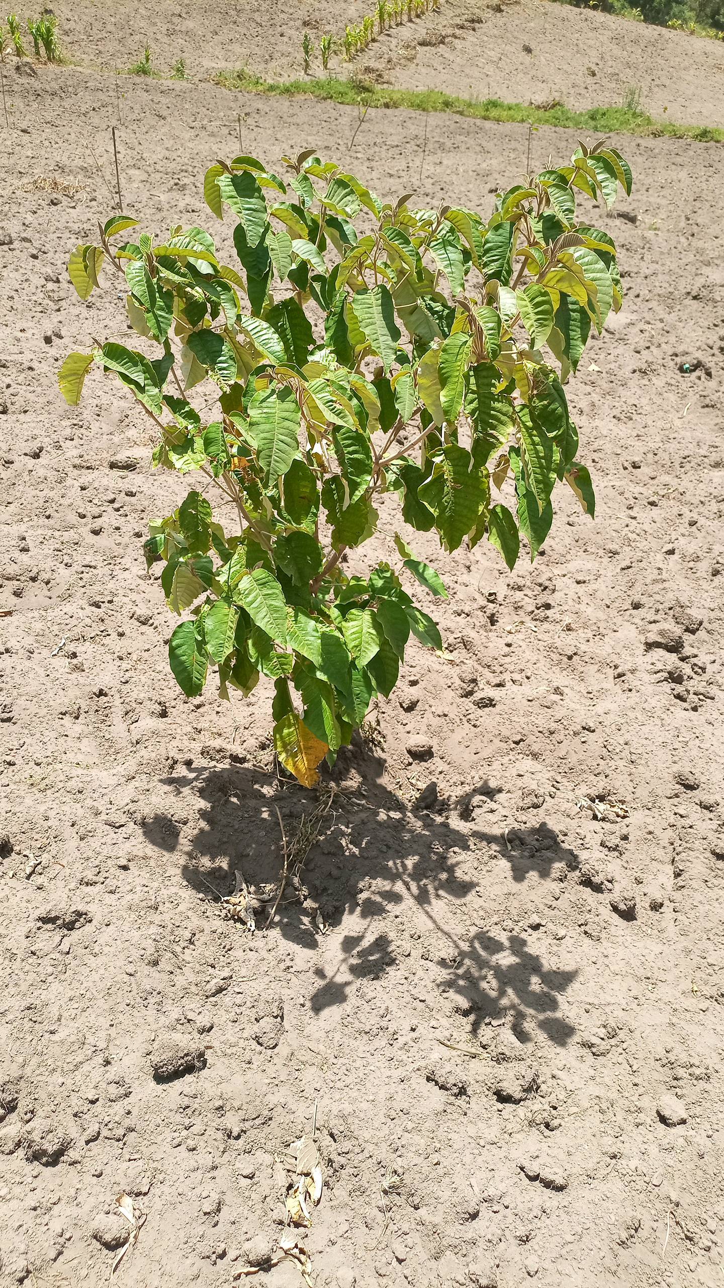 tree