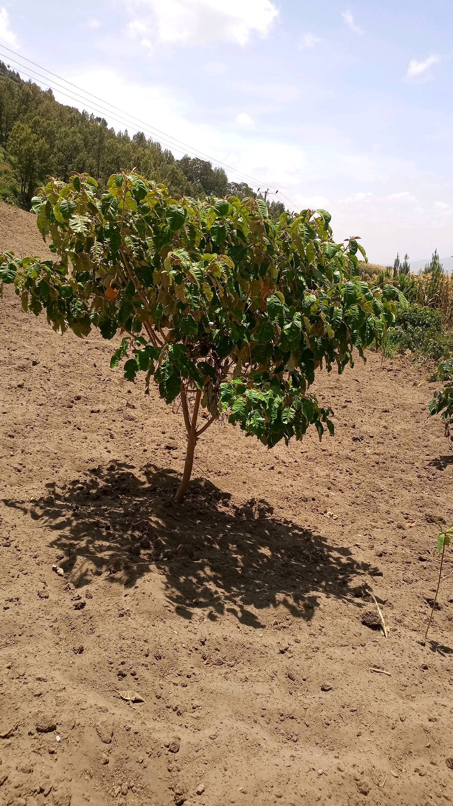 tree