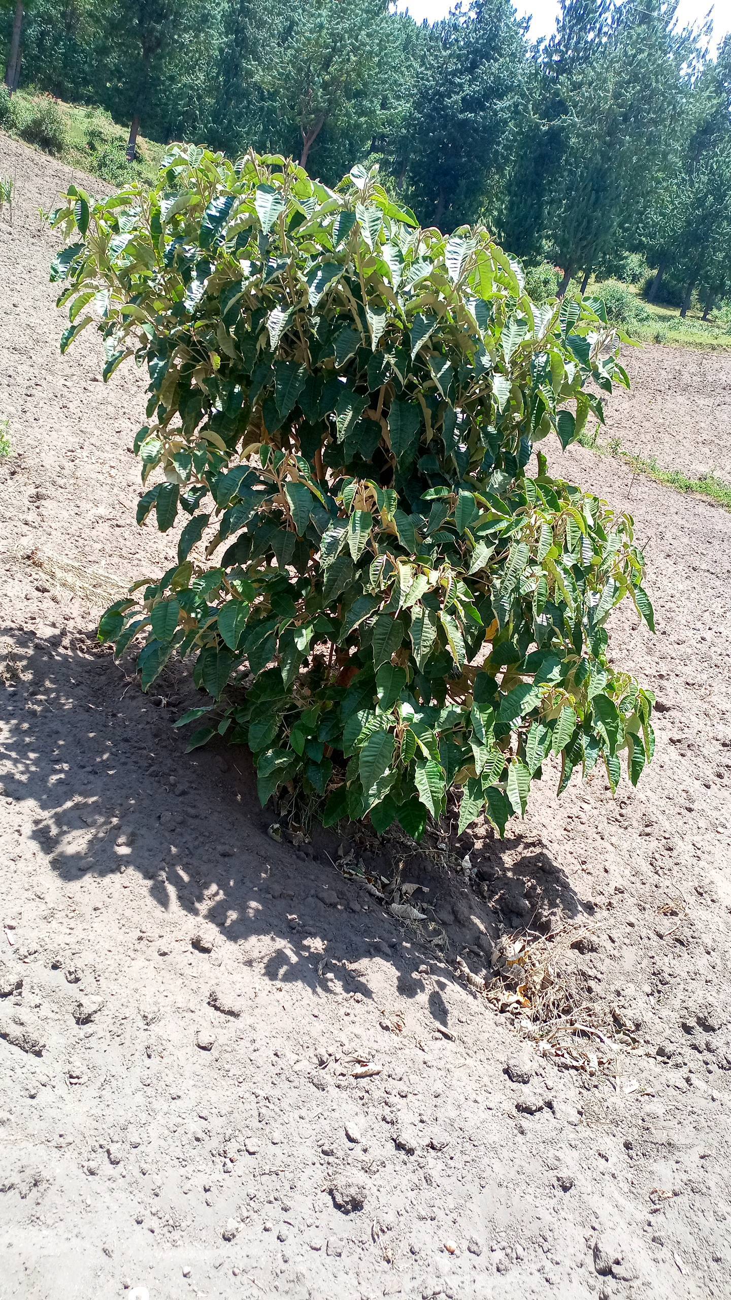 tree