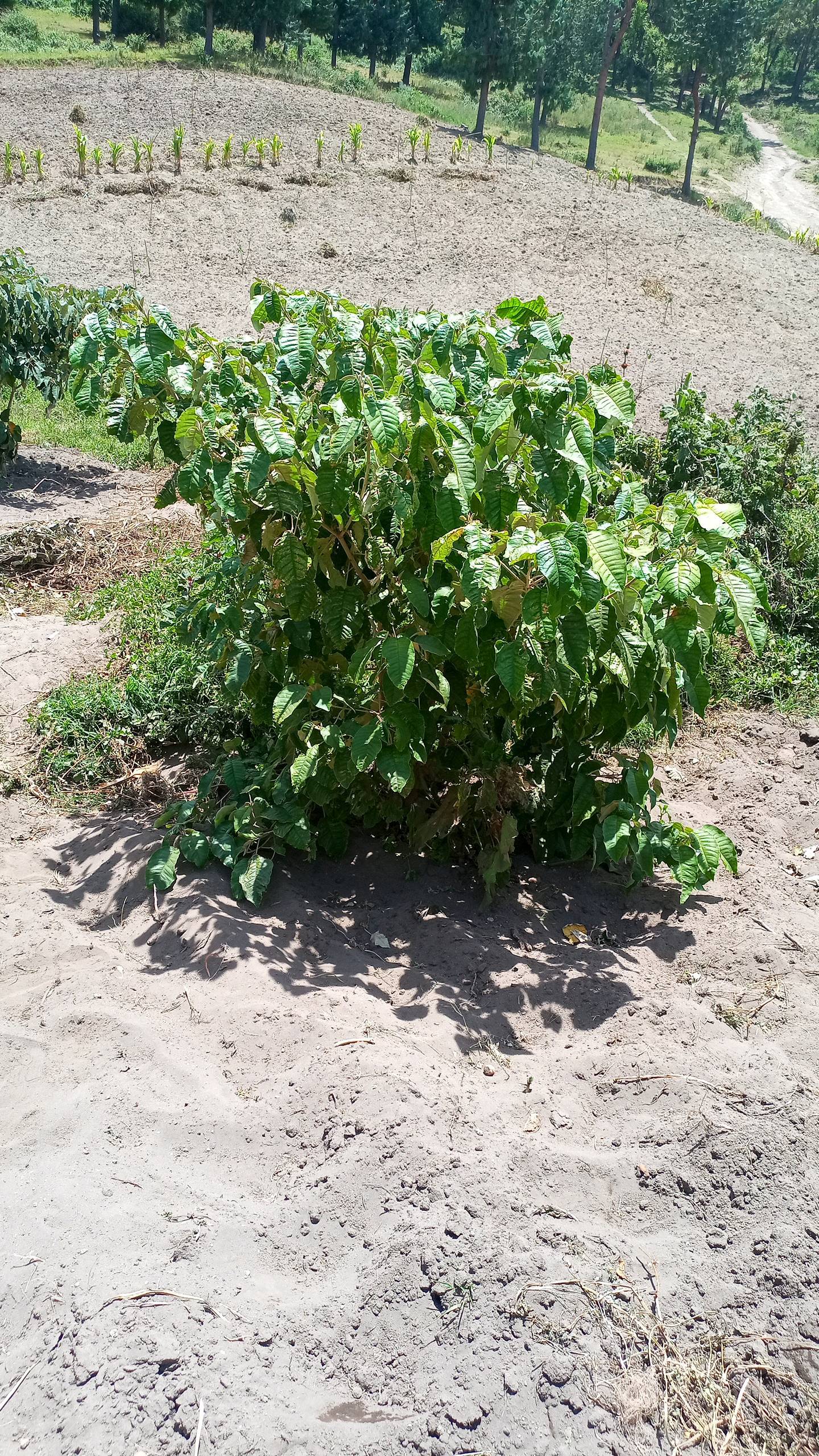 tree