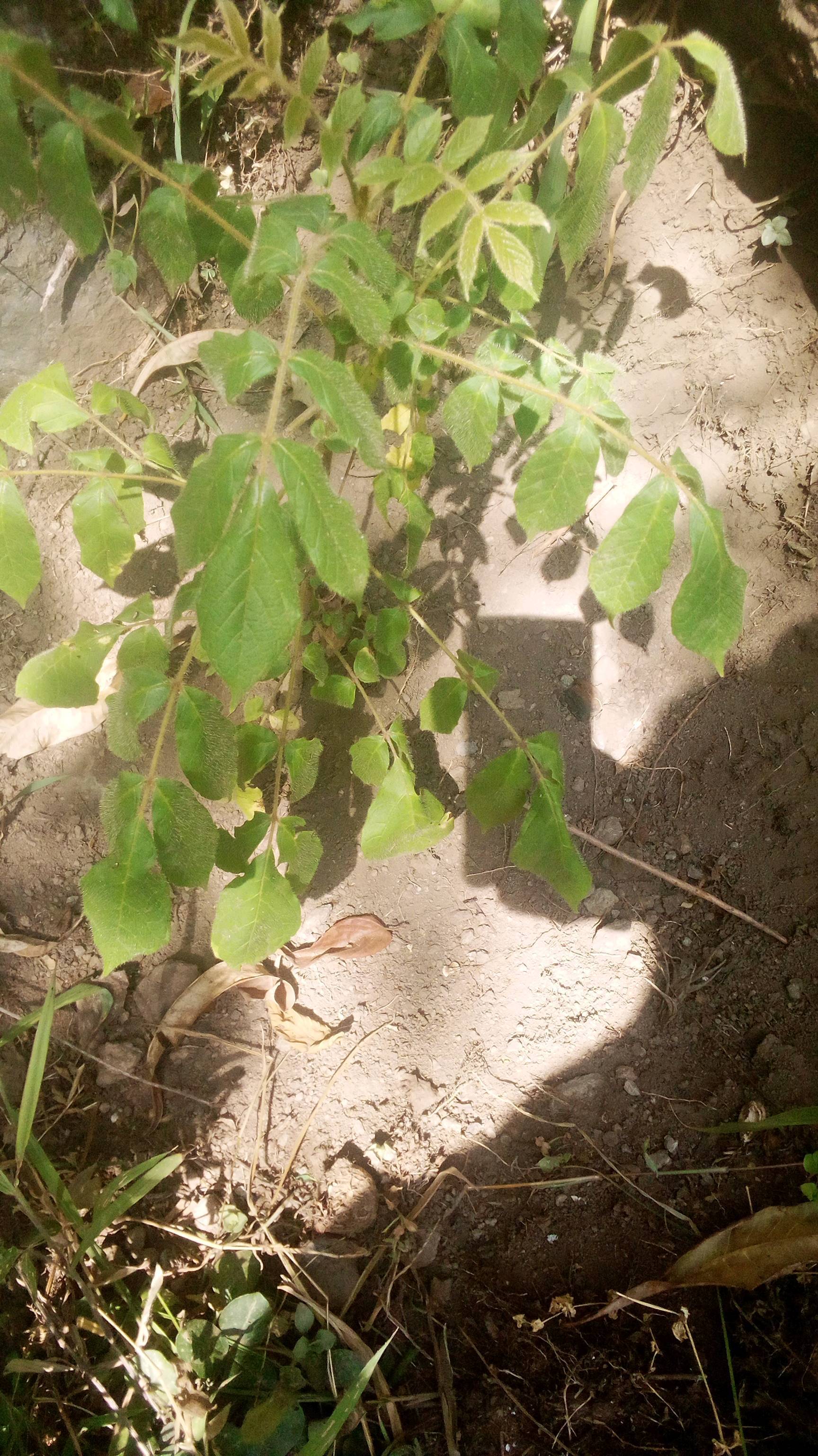 tree