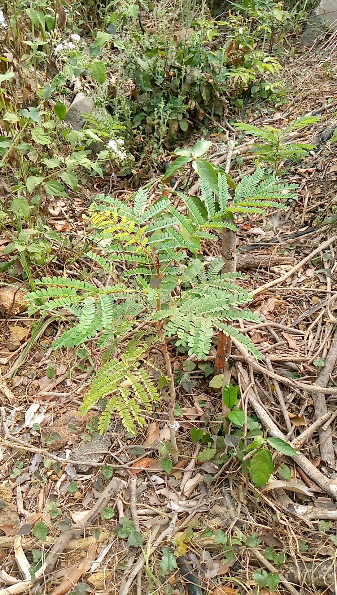 tree