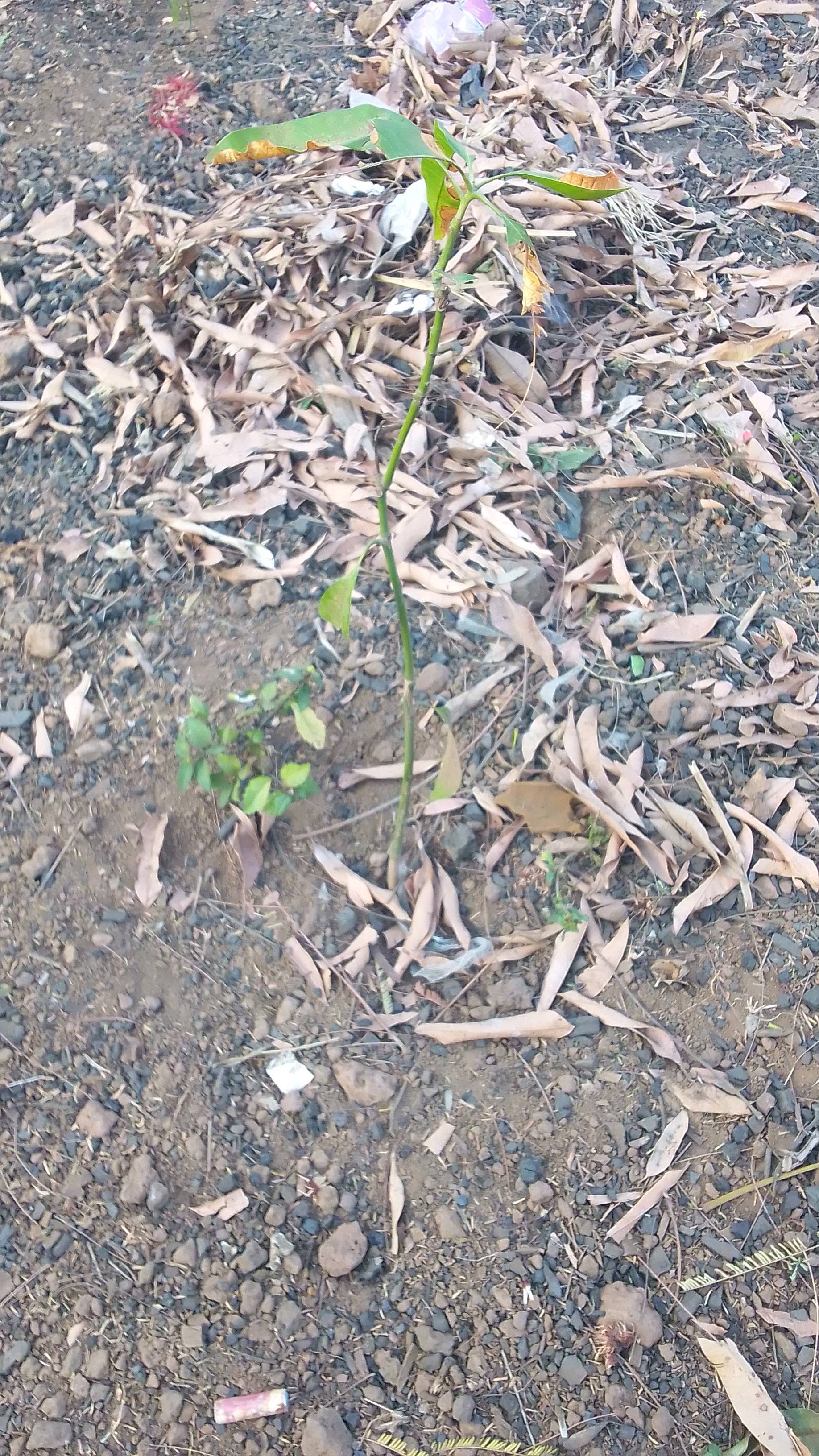 tree