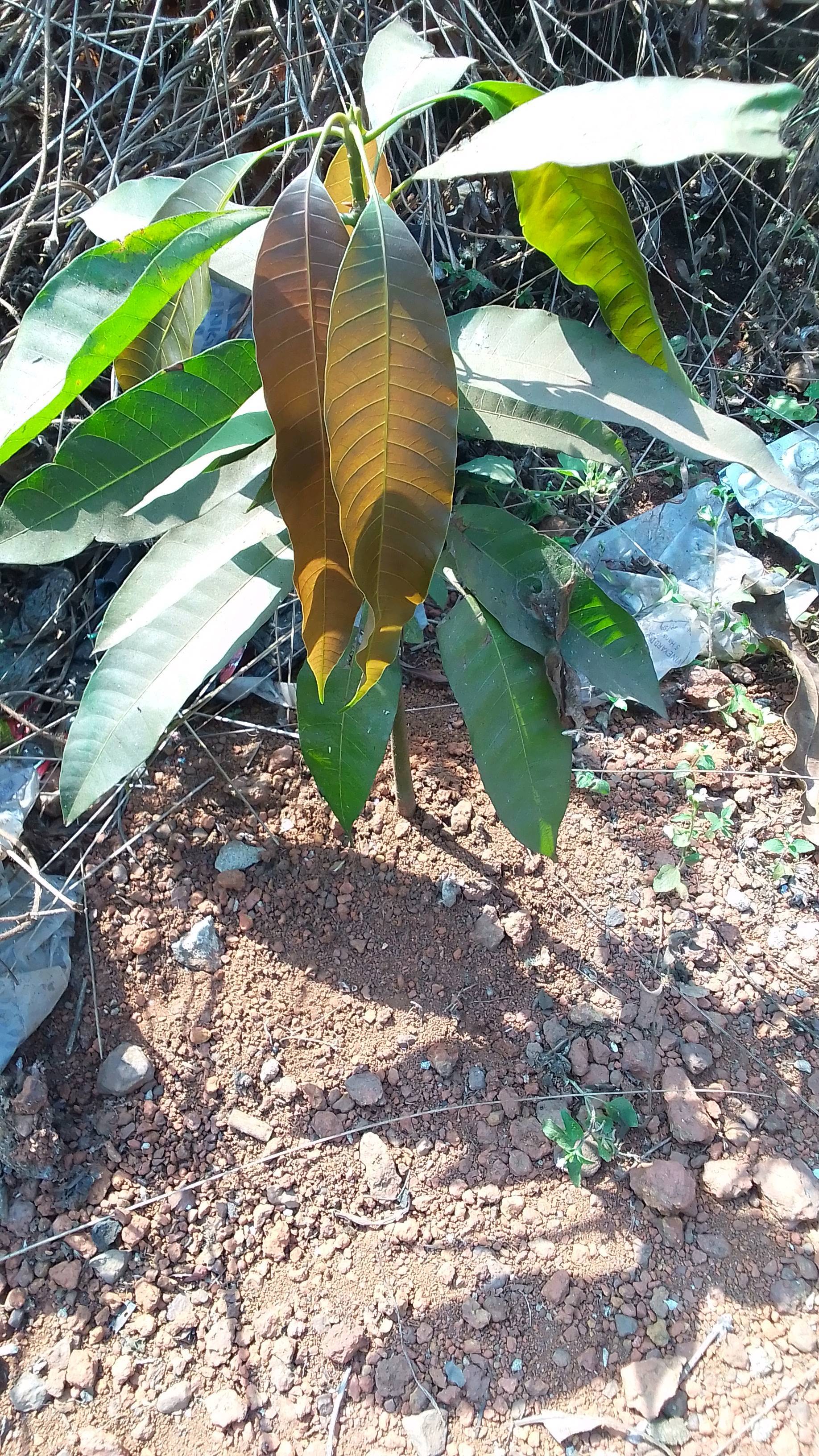 tree