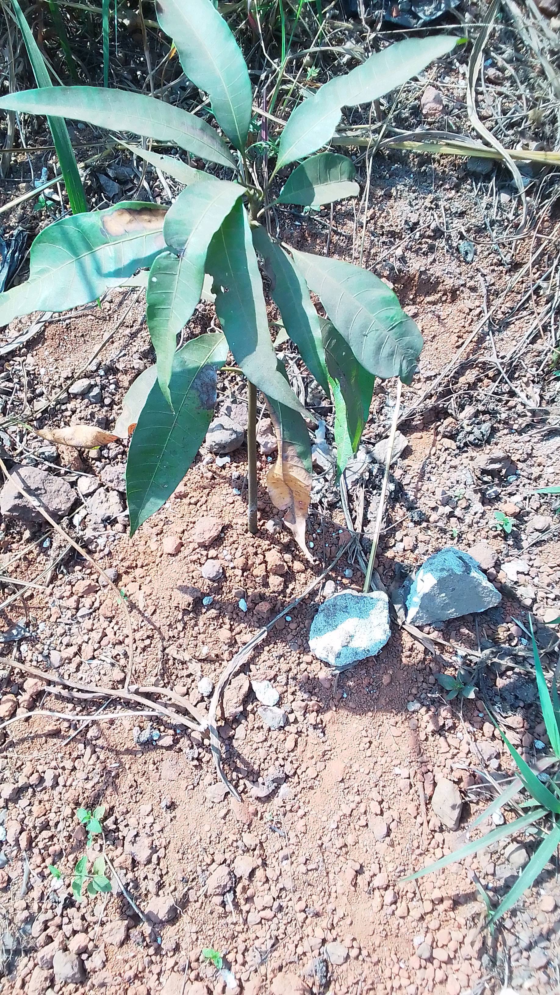 tree