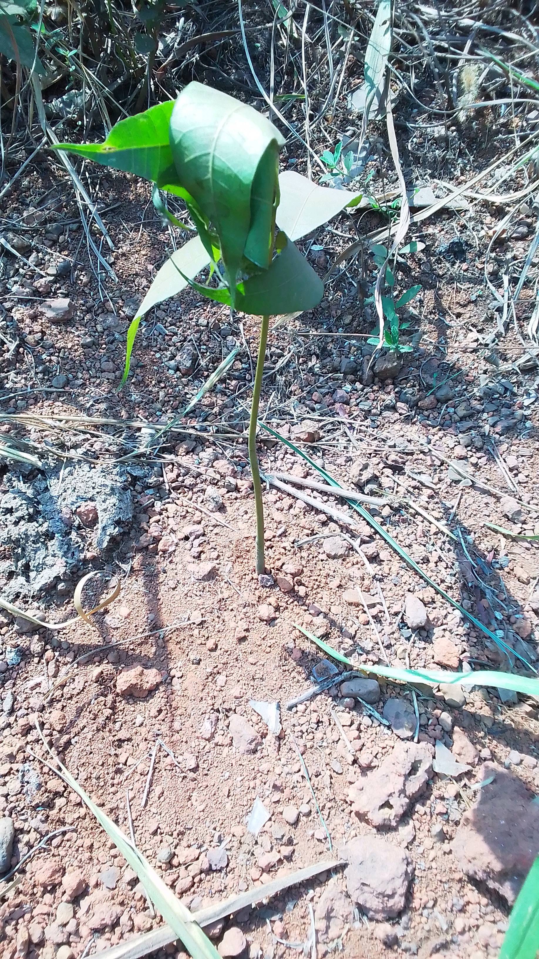 tree