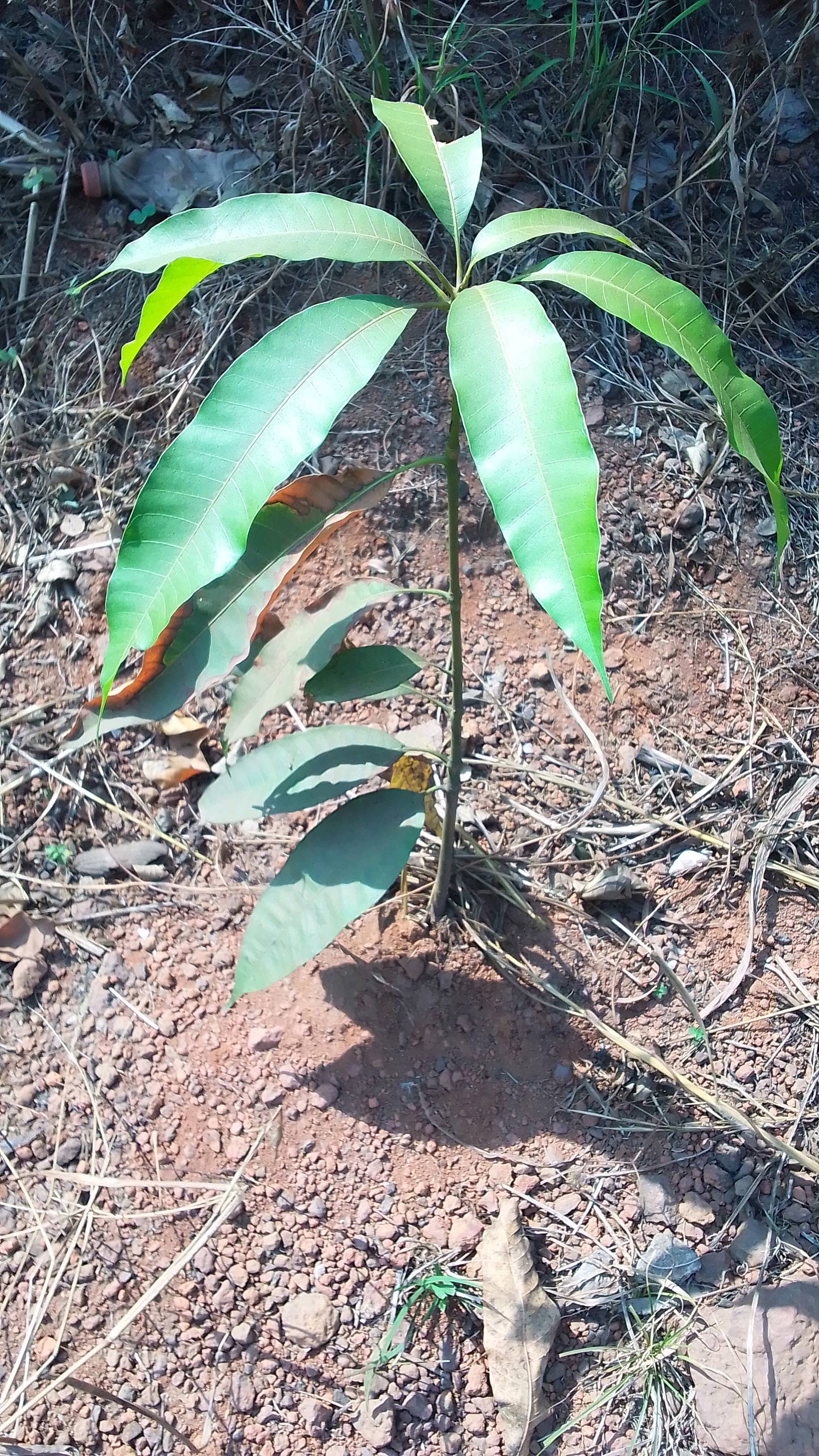 tree