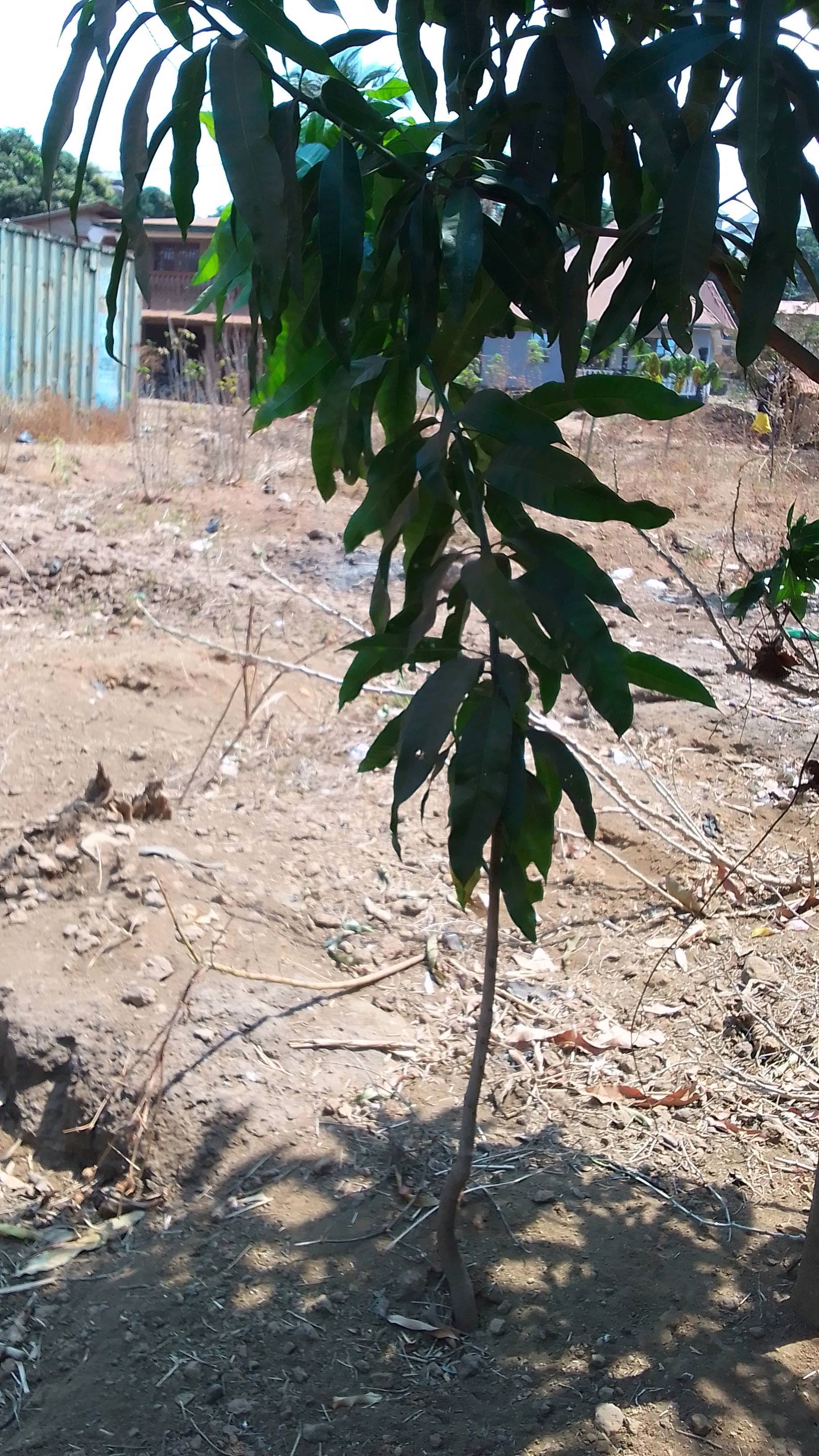tree