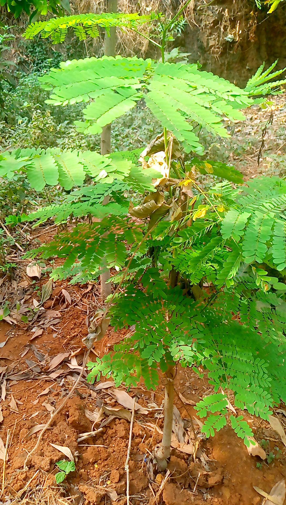 tree