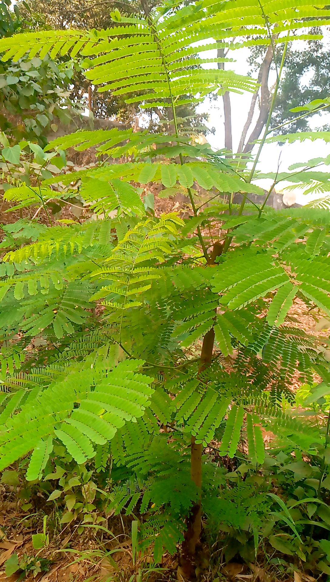 tree