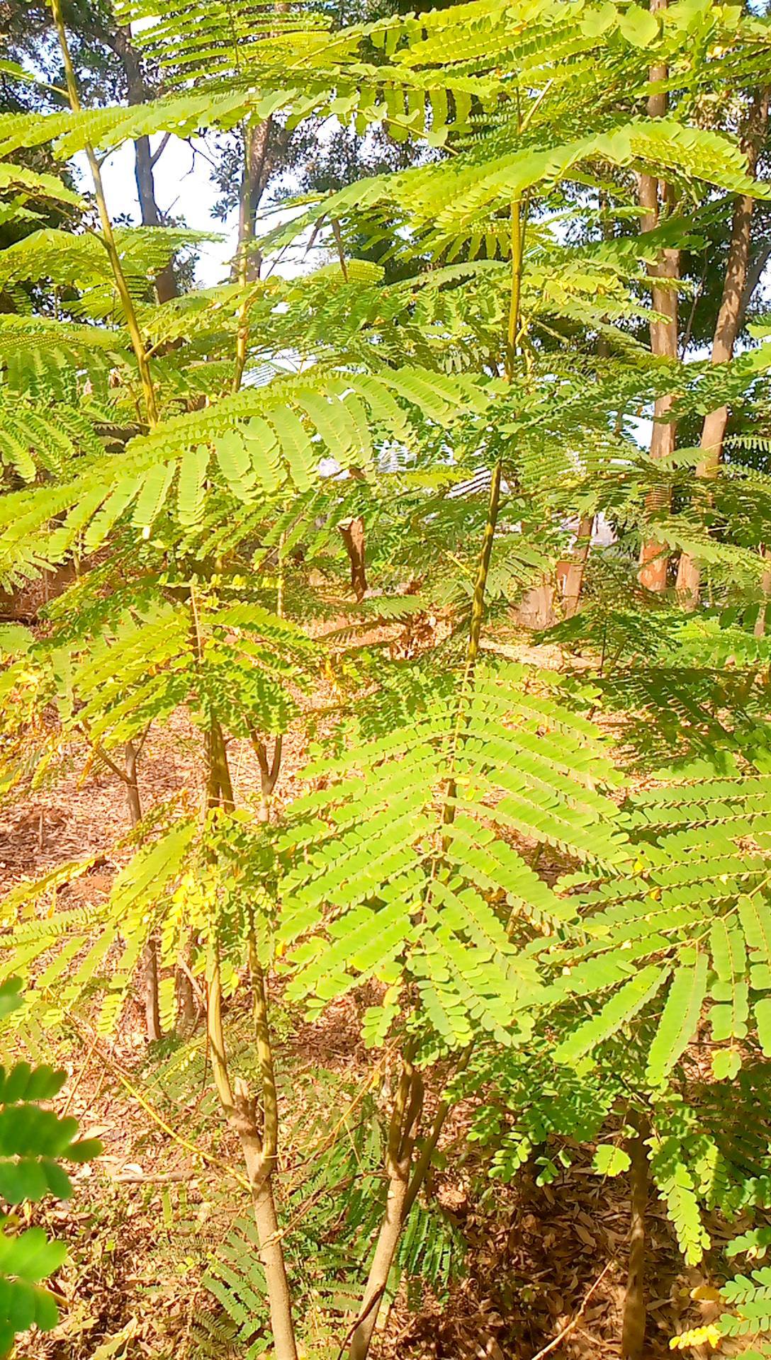 tree