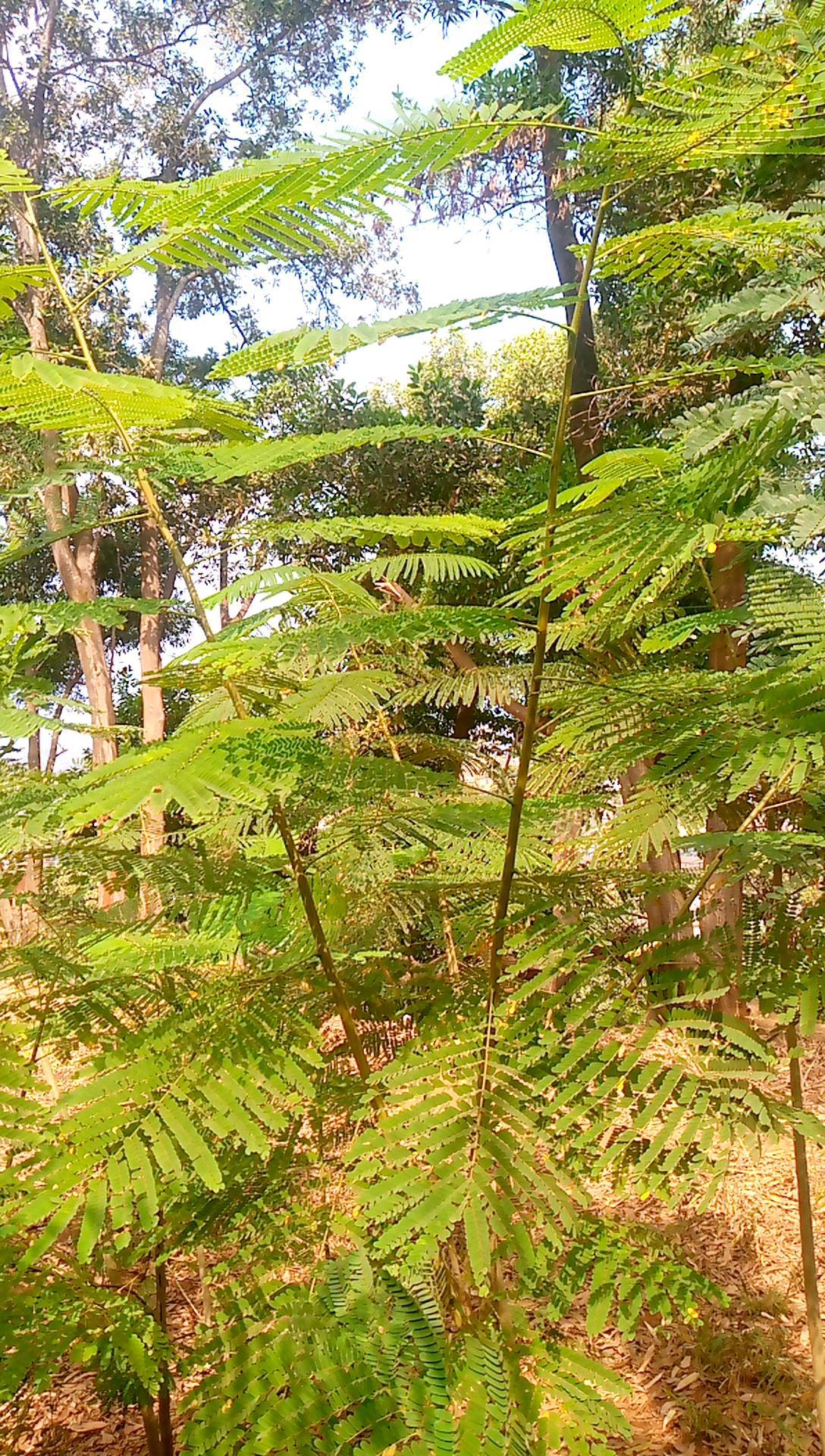 tree