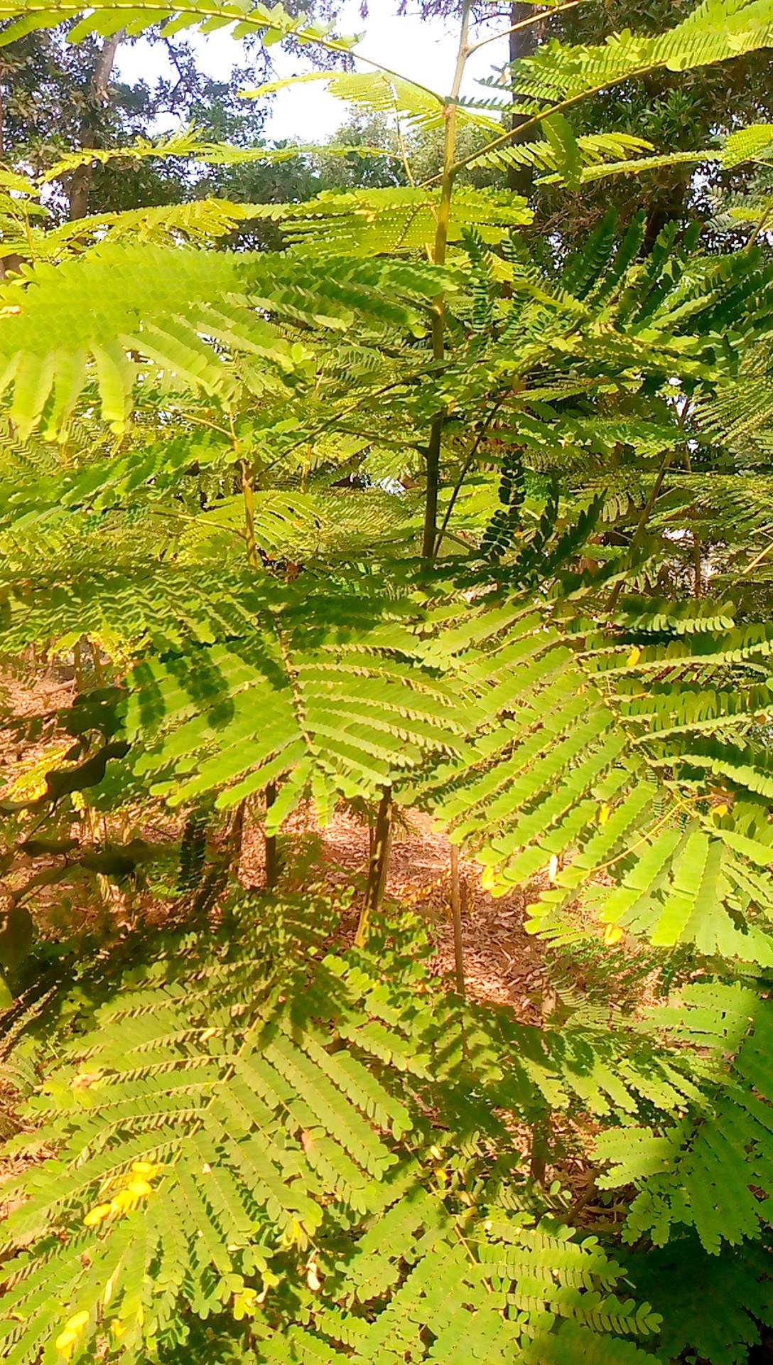 tree