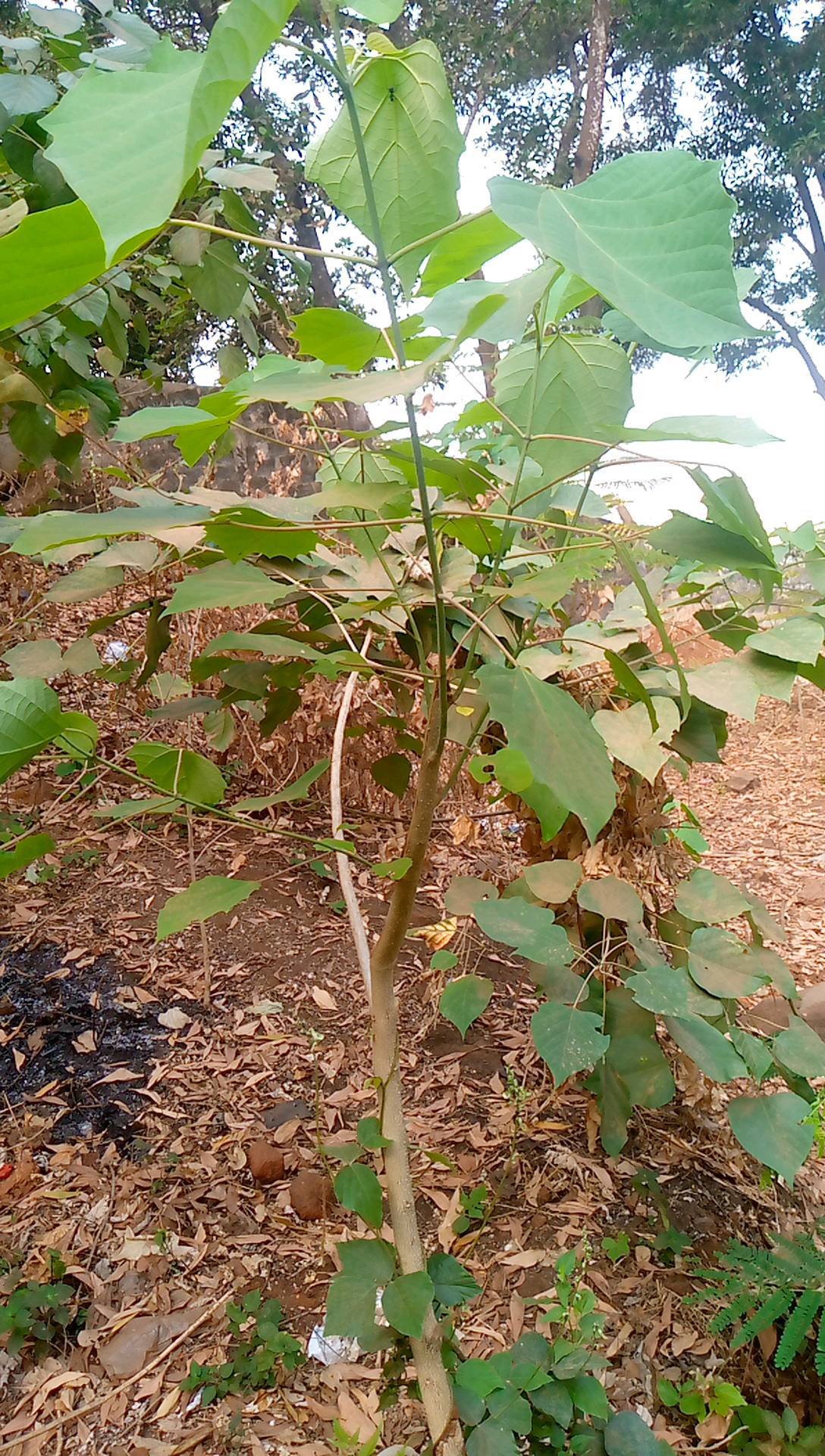 tree