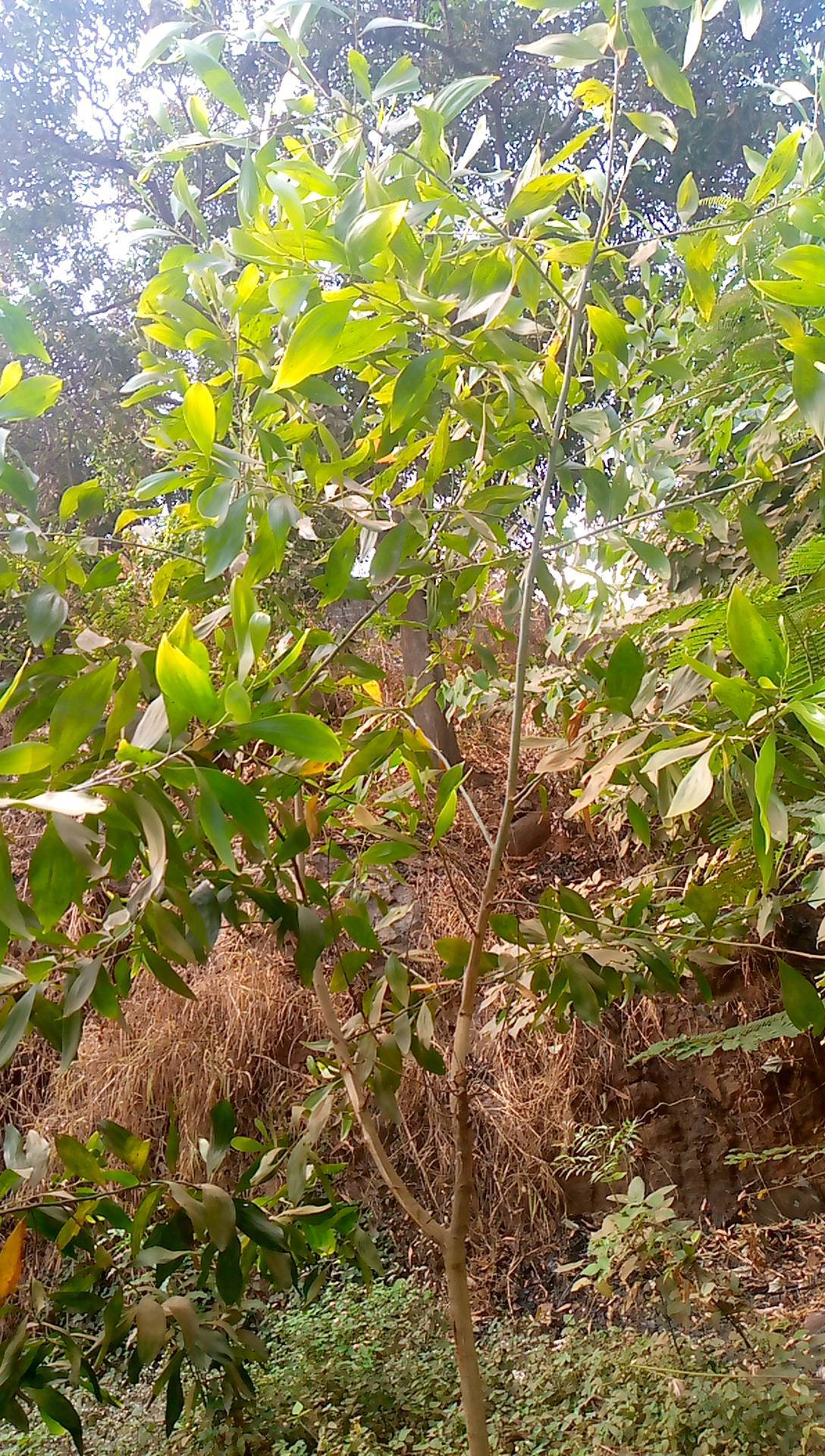 tree