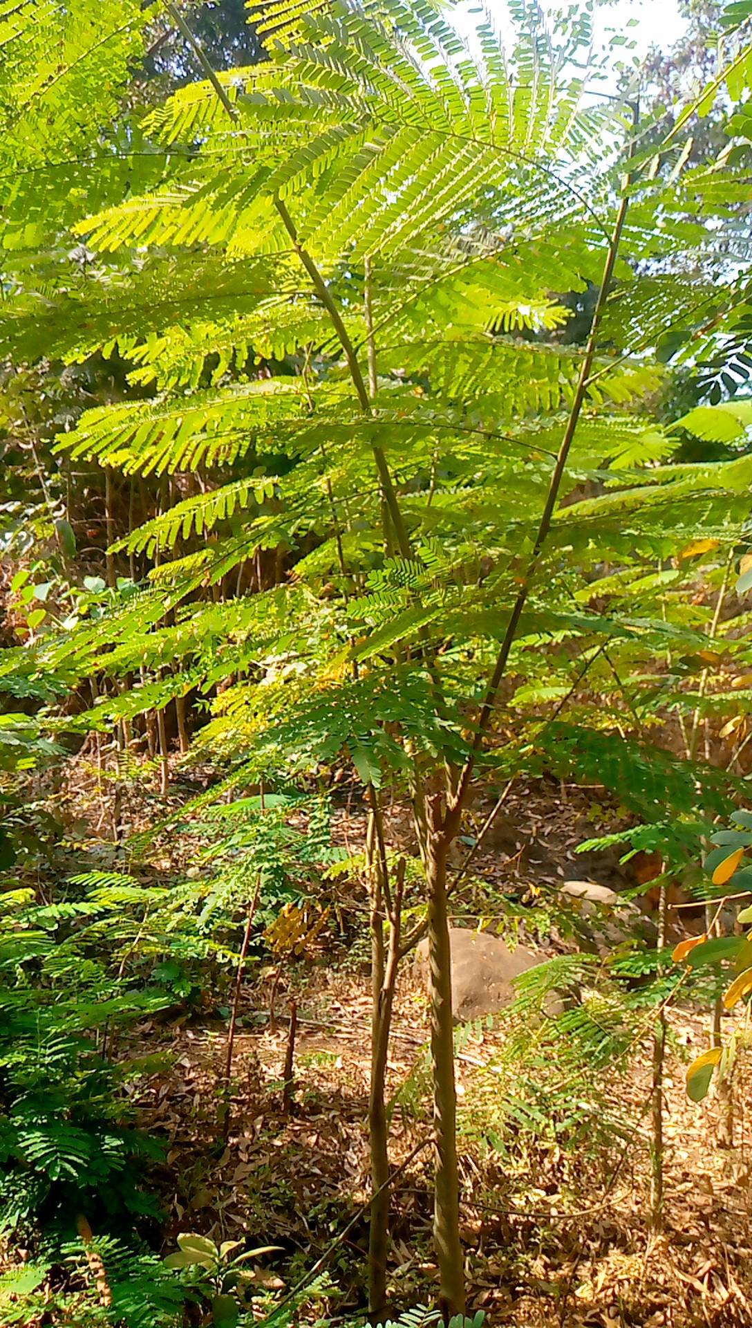 tree