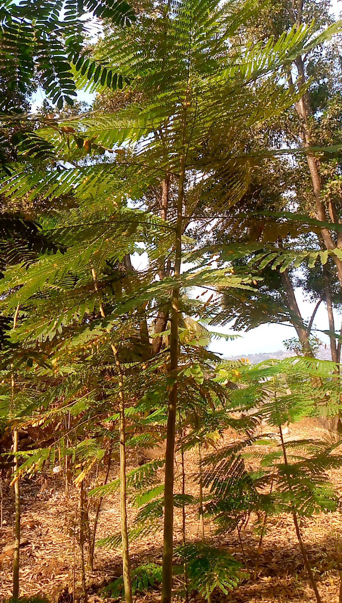 tree