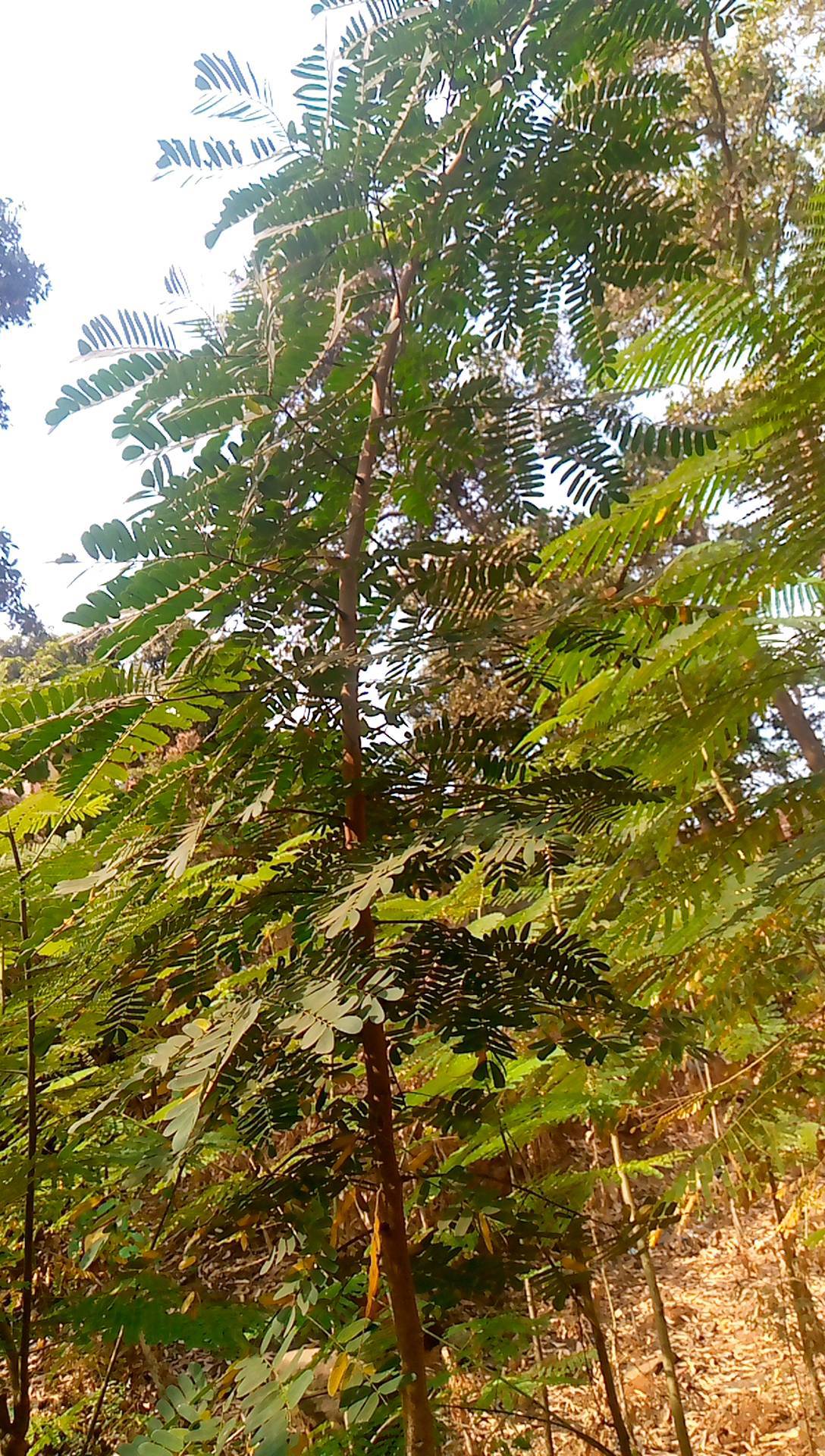 tree