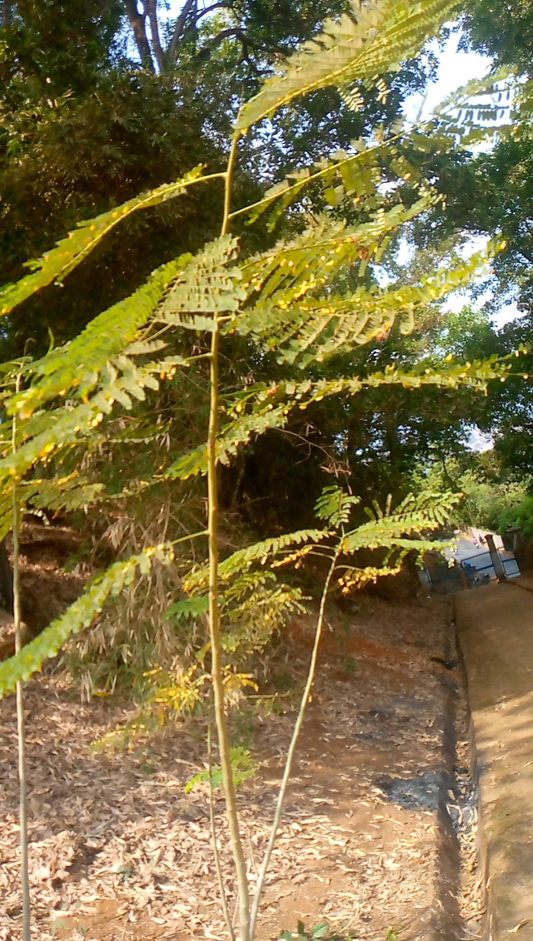 tree