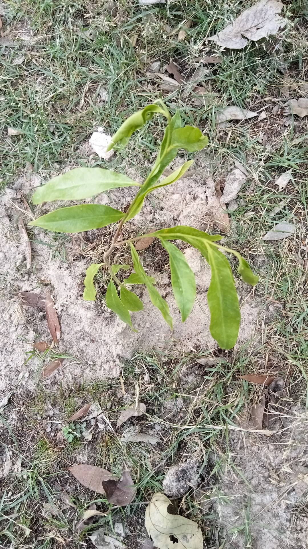 tree