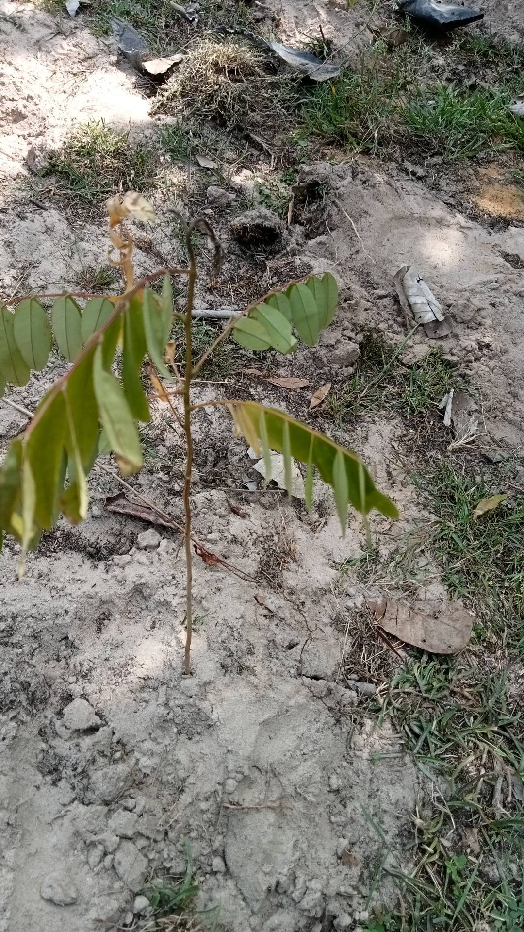 tree