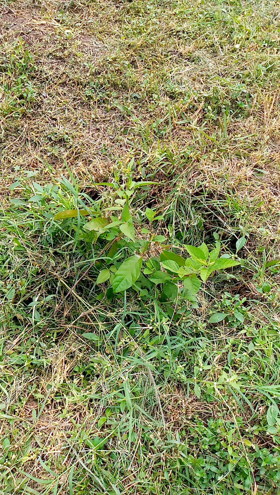 tree