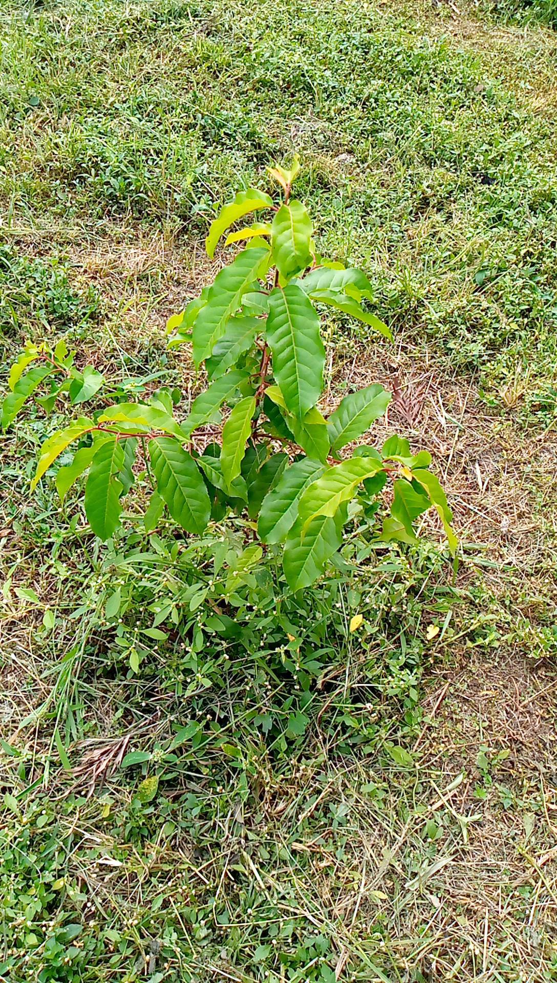 tree