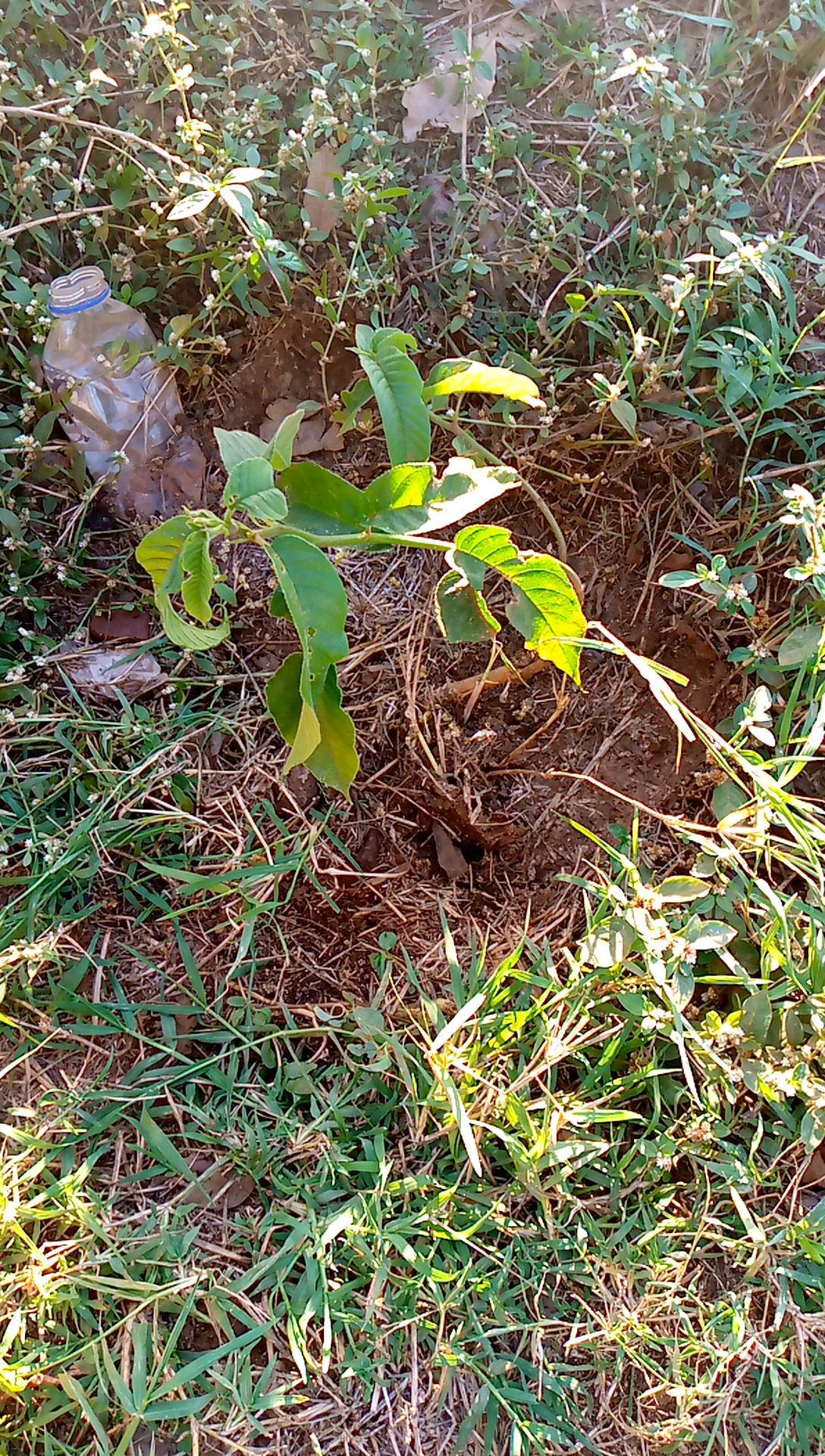 tree