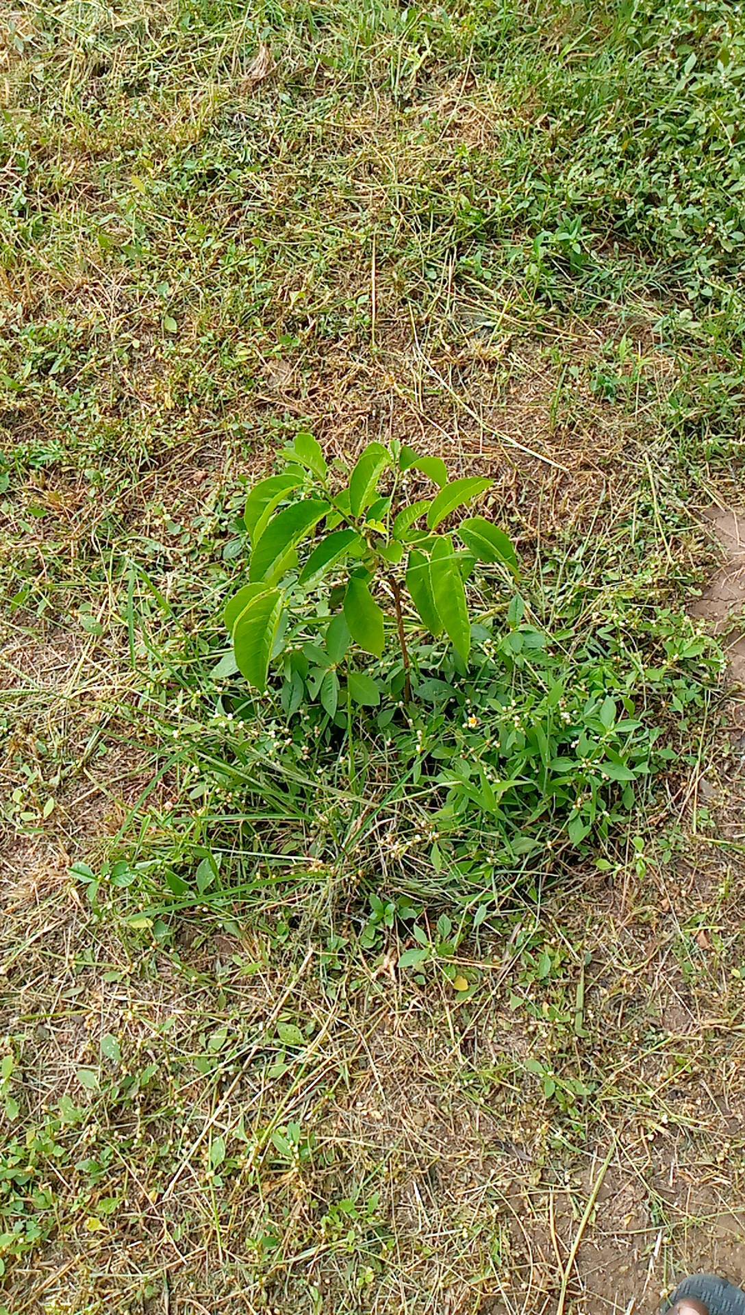 tree