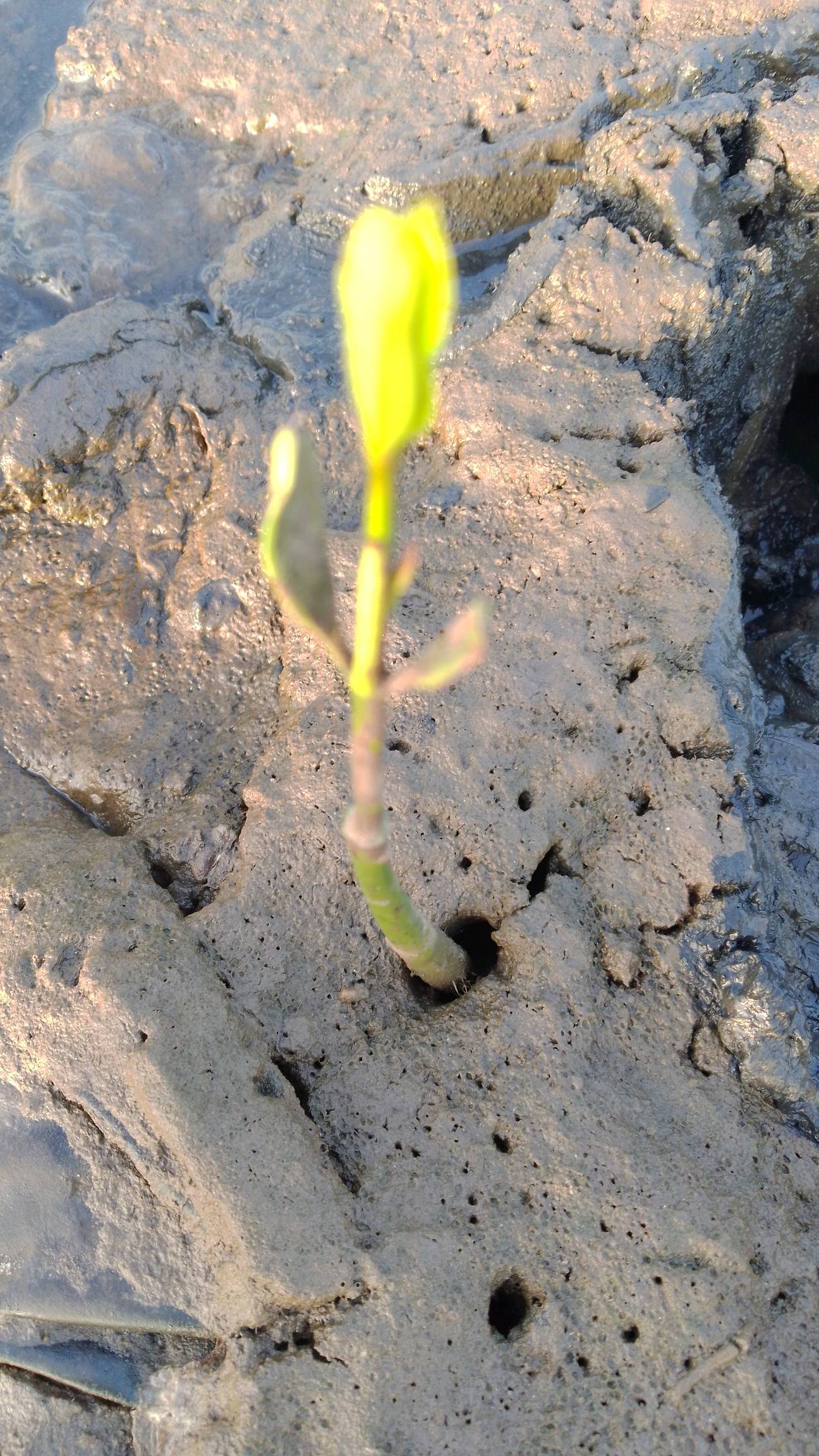 tree