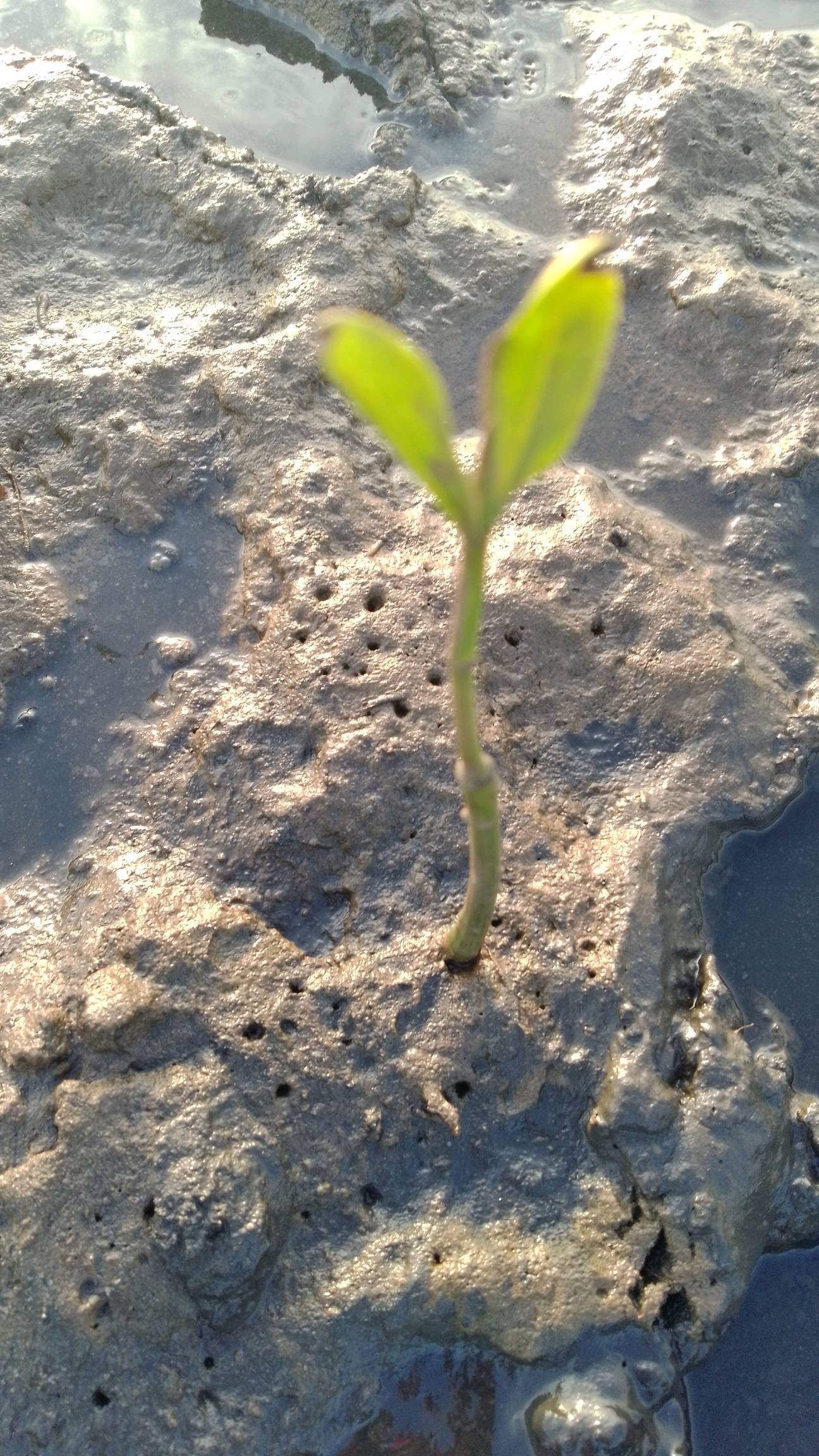 tree