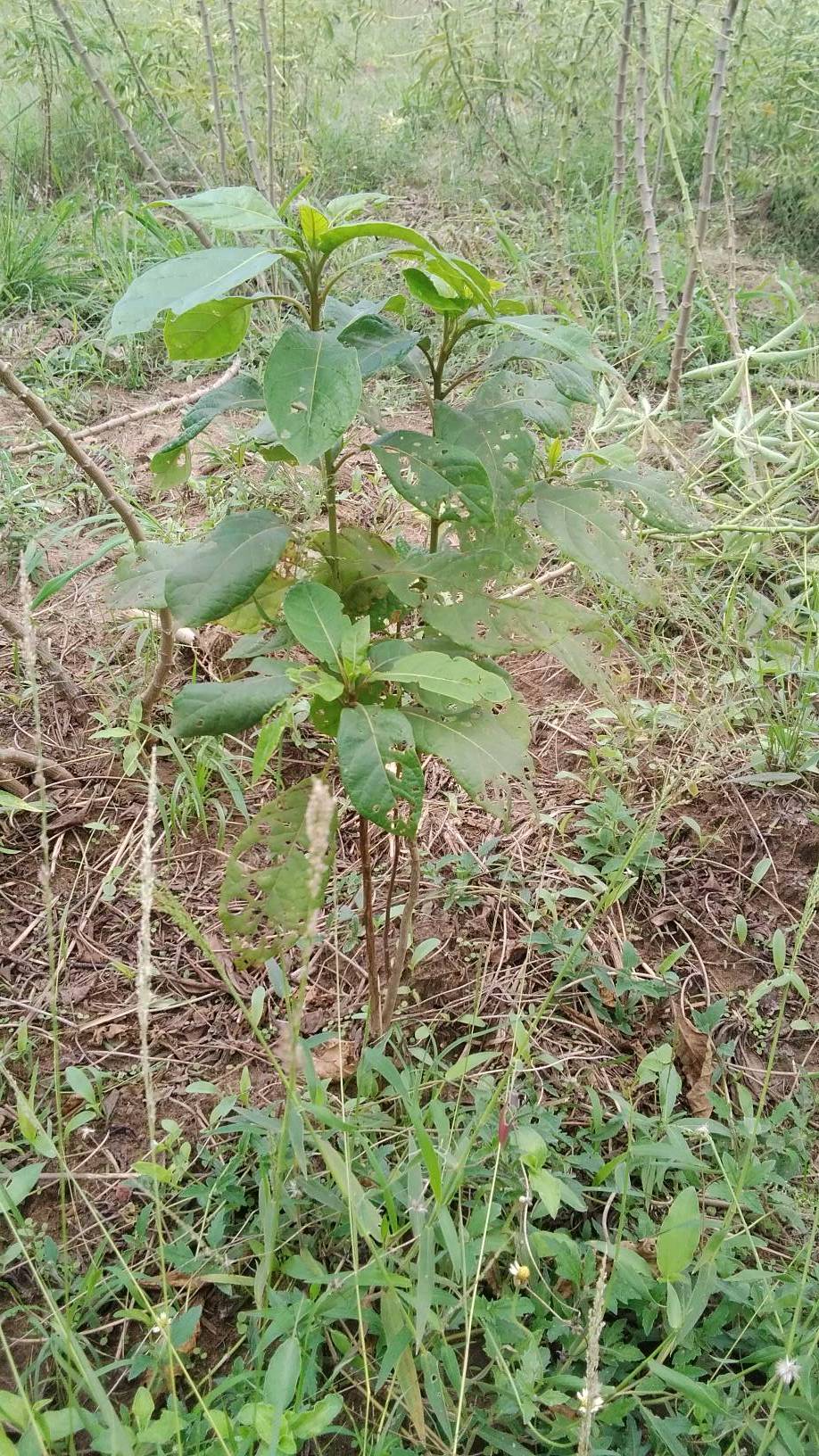 tree