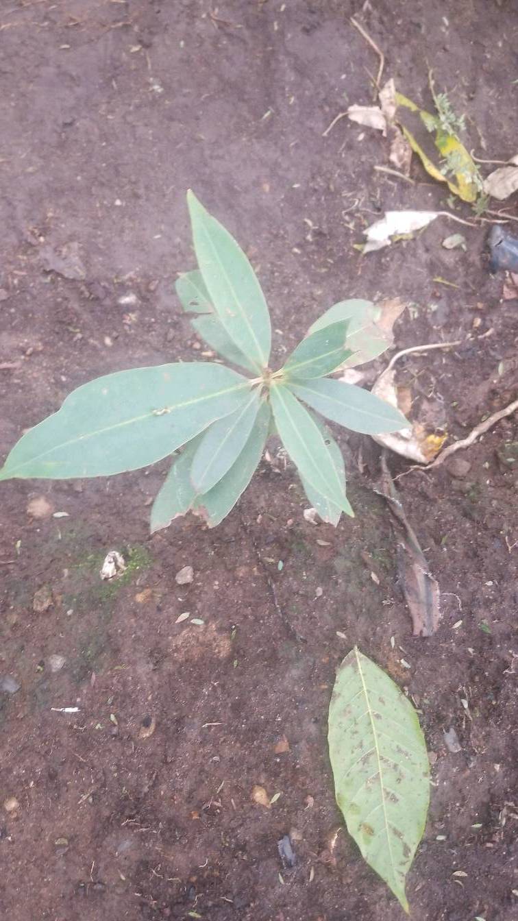 tree
