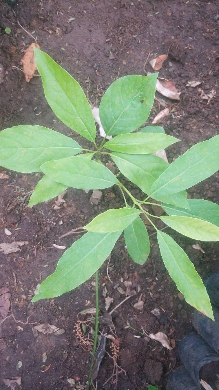 tree