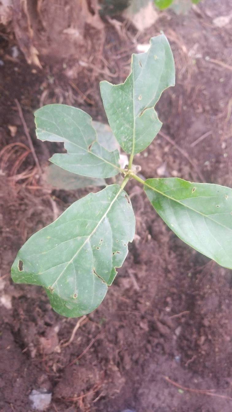 tree