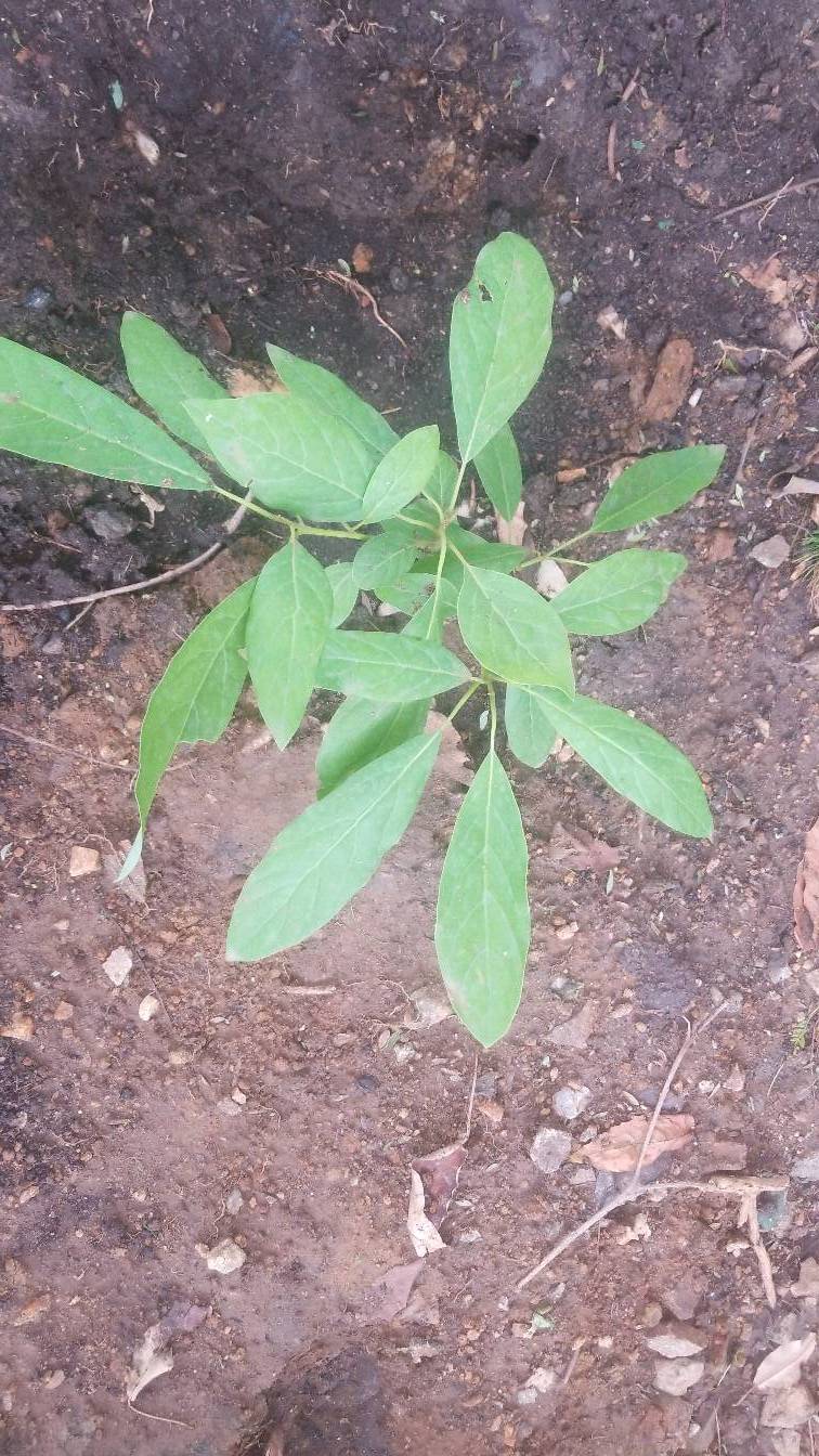 tree