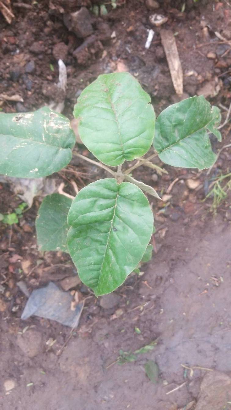 tree